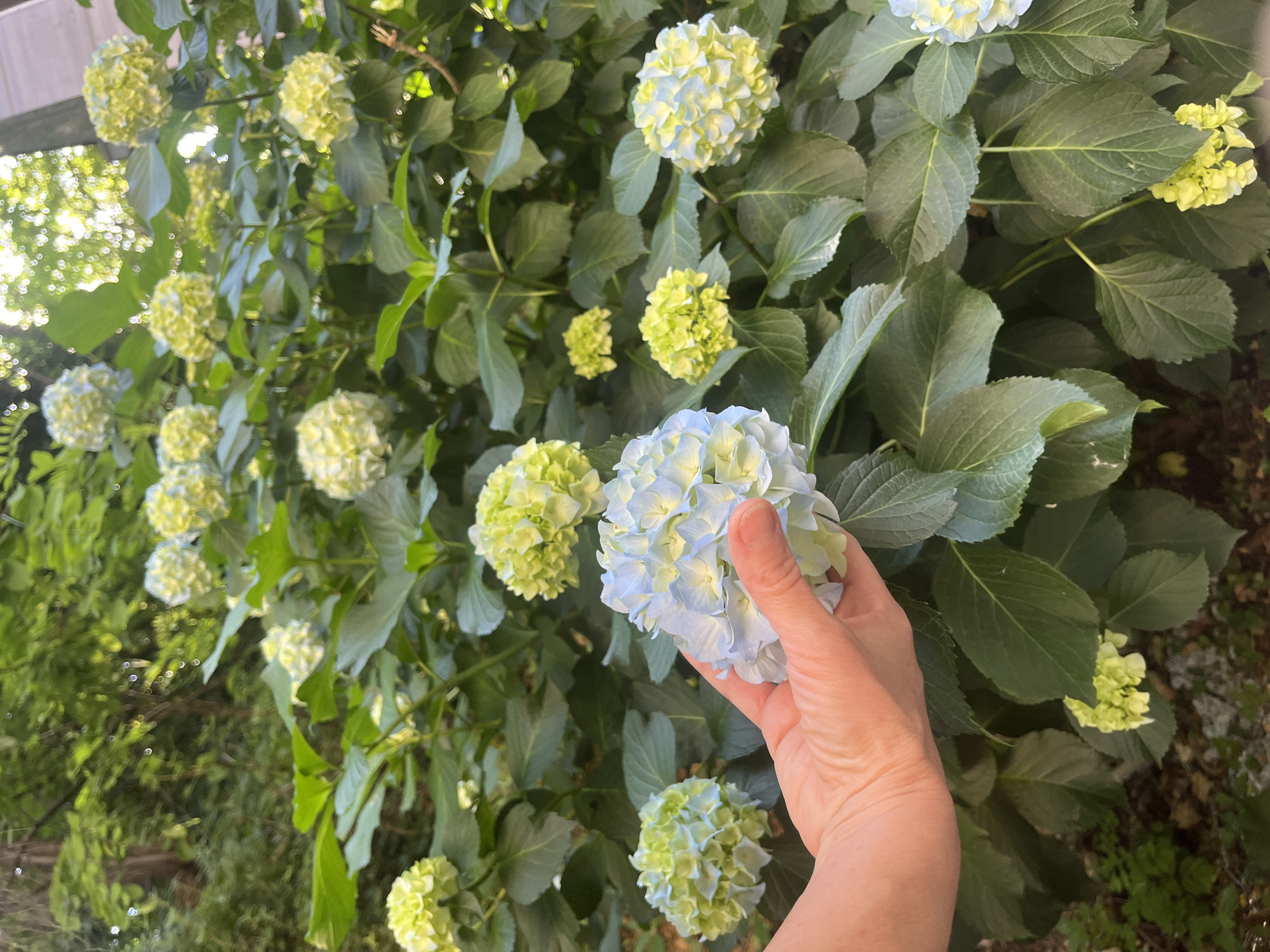 The image shows a lush hydrangea bush with numerous flowers in various stages of bloom, ranging from greenish-yellow to pale blue. A person's hand is reaching towards a blue hydrangea flower. The background suggests an outdoor setting with foliage and partial structure. The specific location in Budva, Montenegro, is not identifiable from the image.