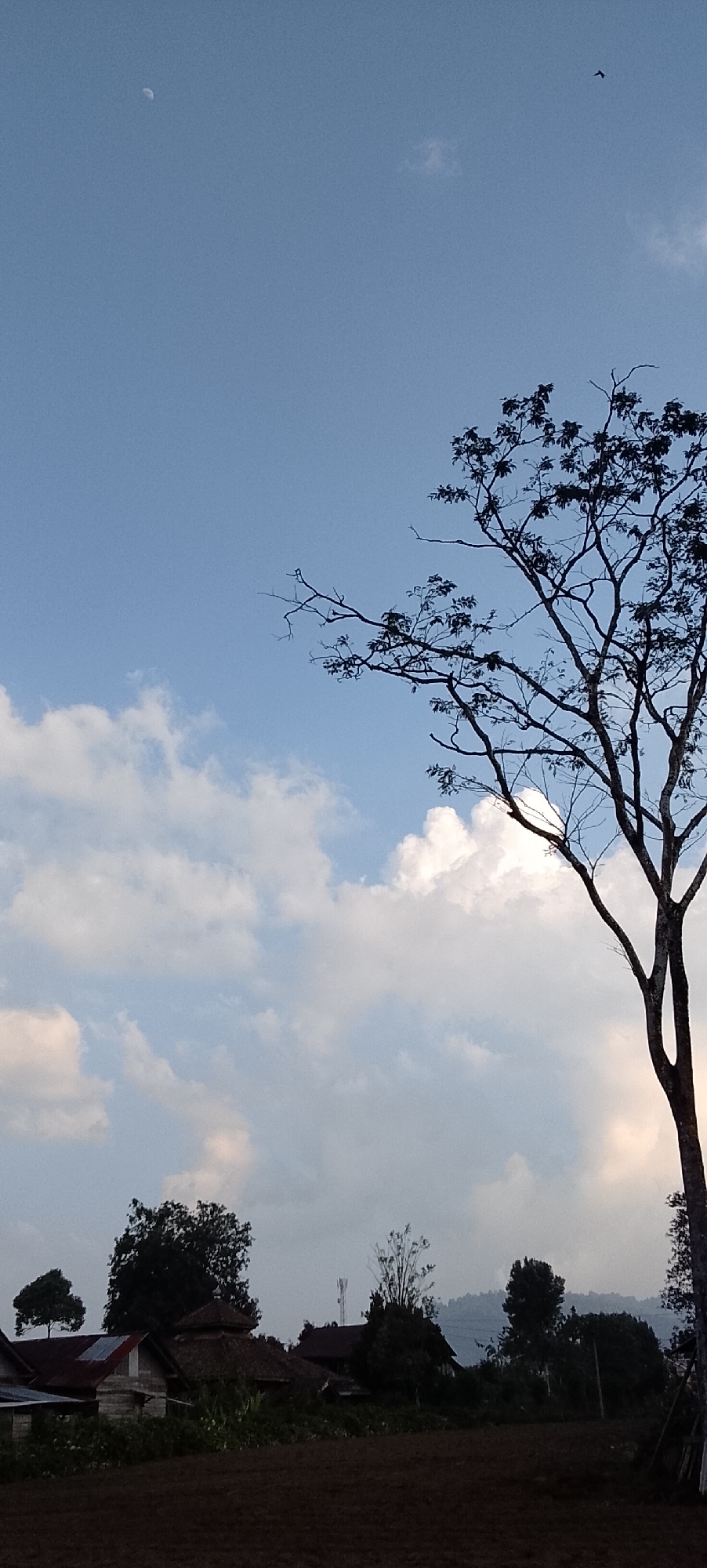 The image depicts a rural landscape under a partly cloudy sky, likely in Padang Dalom, Indonesia. In the upper left quadrant of the sky, a crescent moon is visible. In the upper right quadrant, a small dark bird is in flight. A large, silhouetted tree with sparse foliage dominates the right side of the frame, extending from the bottom edge to near the top. The lower portion of the image shows a dark, tilled field in the foreground. Behind the field, a cluster of buildings with various roof types, including what appears to be a mosque or a building with a domed roof, are nestled amongst trees. The buildings are made of wood and have weathered appearances. In the distance, hills or mountains are faintly visible through the haze. The overall lighting suggests either early morning or late afternoon.