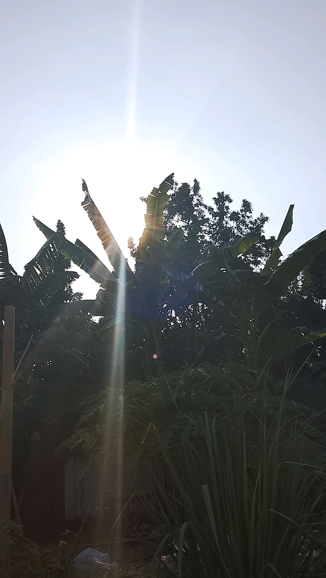 This image depicts an outdoor scene with lush vegetation, possibly in the city of Slawi, Indonesia. The sun is shining brightly, creating a strong lens flare that dominates the upper portion of the image and casts rays across the foliage. In the foreground and midground, there are large, broad leaves of banana trees, their fronds silhouetted against the bright sky. Interspersed with the banana trees are other leafy plants and trees, creating a dense, green canopy. The lighting suggests it is daytime, likely morning or late afternoon due to the angle of the sun and the way it illuminates the leaves from behind. The lower part of the image shows a darker, more shadowed area with a glimpse of what might be a wall or structure, and some long, grass-like plants. The overall impression is of a tropical or subtropical environment, characterized by abundant plant life and strong sunlight. There are no people or animals visible in the image.