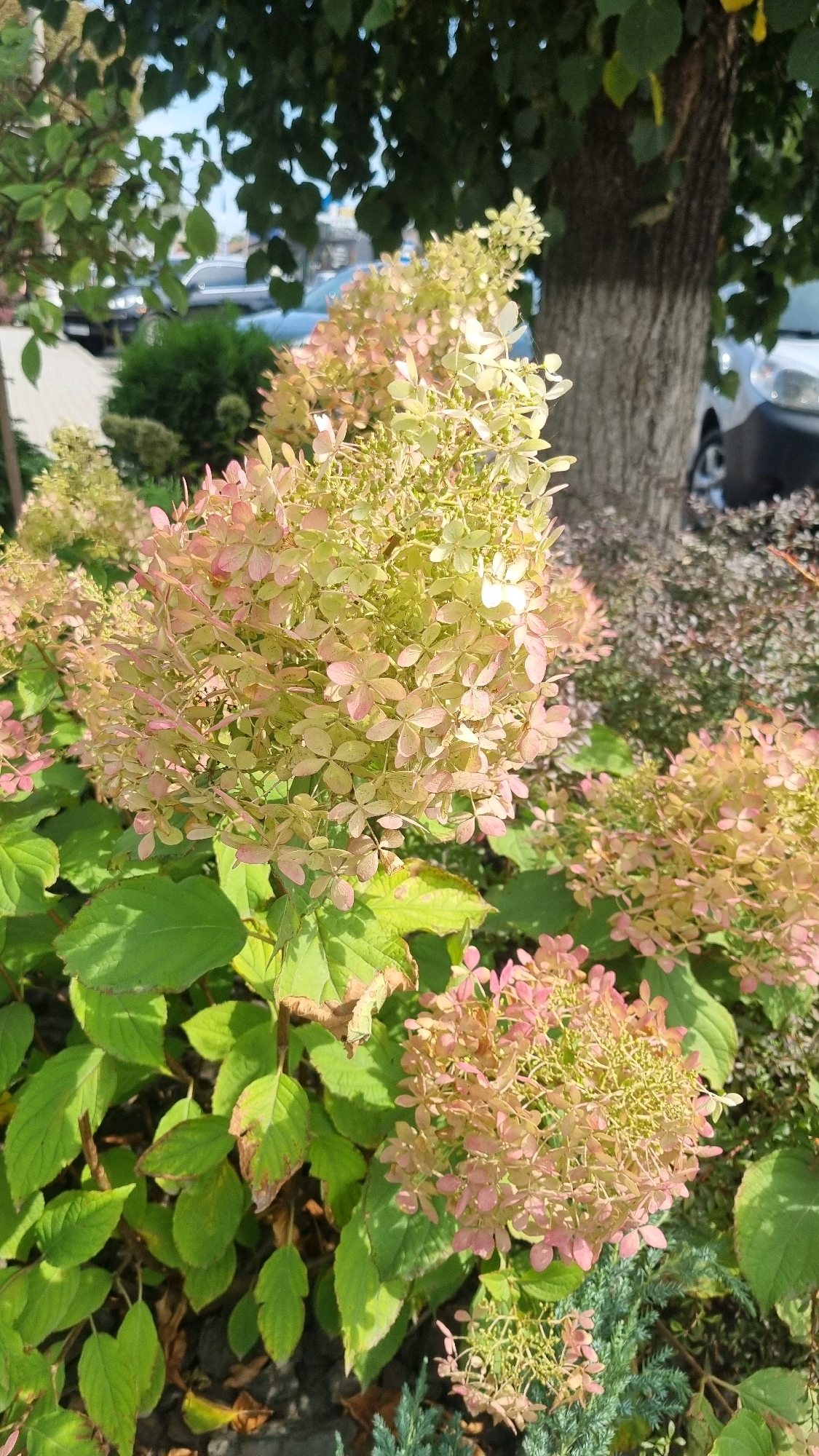 The image depicts a close-up of a panicle hydrangea plant with clusters of light pink and pale green flowers. The plant has large, green leaves, some of which show signs of drying or browning. In the background, a large tree trunk with rough bark is visible, and beyond that, blurred shapes of vehicles, suggesting an outdoor urban or suburban setting. The scene appears to be illuminated by natural sunlight. The specific location in Smila, Ukraine, is not visually discernible from the image alone; the provided context is external information.