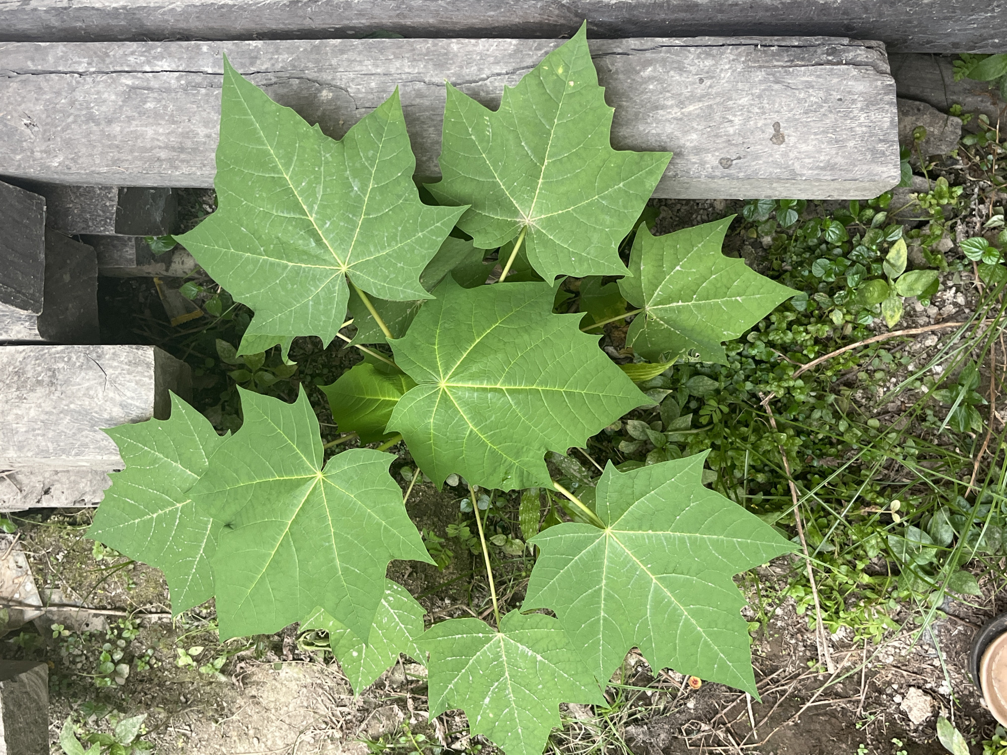 A top-down, medium shot captures a young, vibrant green papaya plant with several large, palmate leaves emerging from the ground. The leaves exhibit a prominent vein structure, radiating from a central point. The plant is situated on a patch of earth covered with small green plants and dried twigs, bordered on the right by weathered grey wooden planks. The scene appears to be an outdoor environment in Meliau Hulu, Indonesia, possibly a garden or yard.