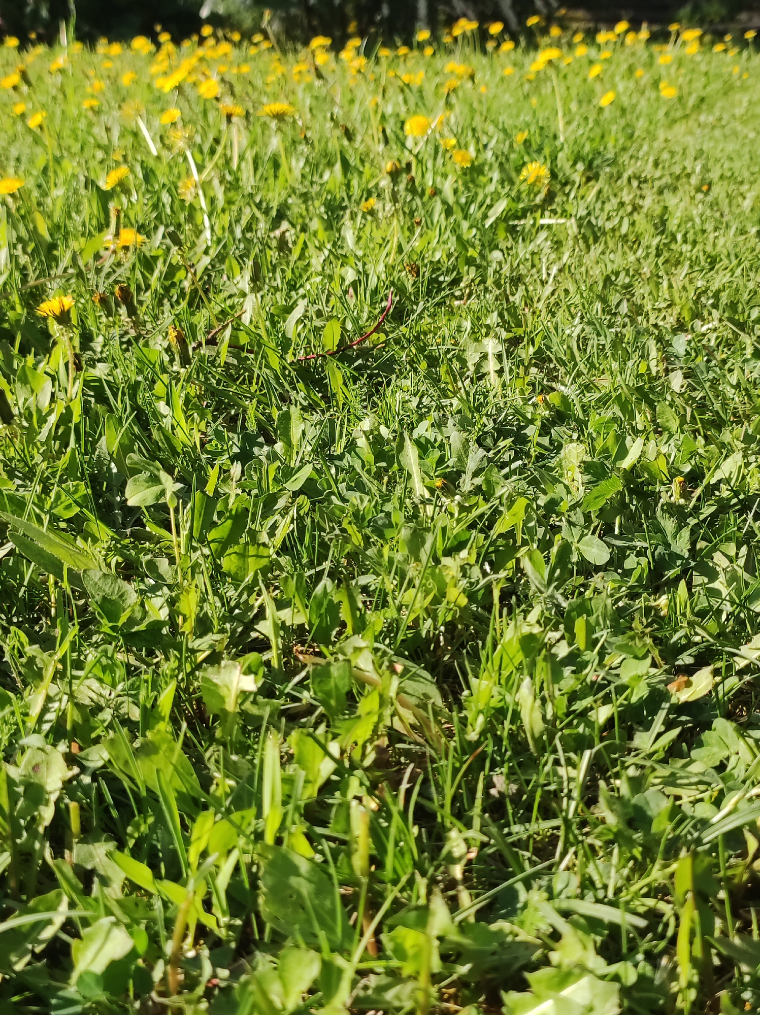 The image shows a close-up view of a grassy area interspersed with yellow dandelions. The grass and dandelions are green and yellow. The location in the city of Фоки, Russia is based on assumptions and not from the image itself. There are no people, subjects, or actions in the scene. The environment is an open, green space with a ground cover of grass and dandelions.