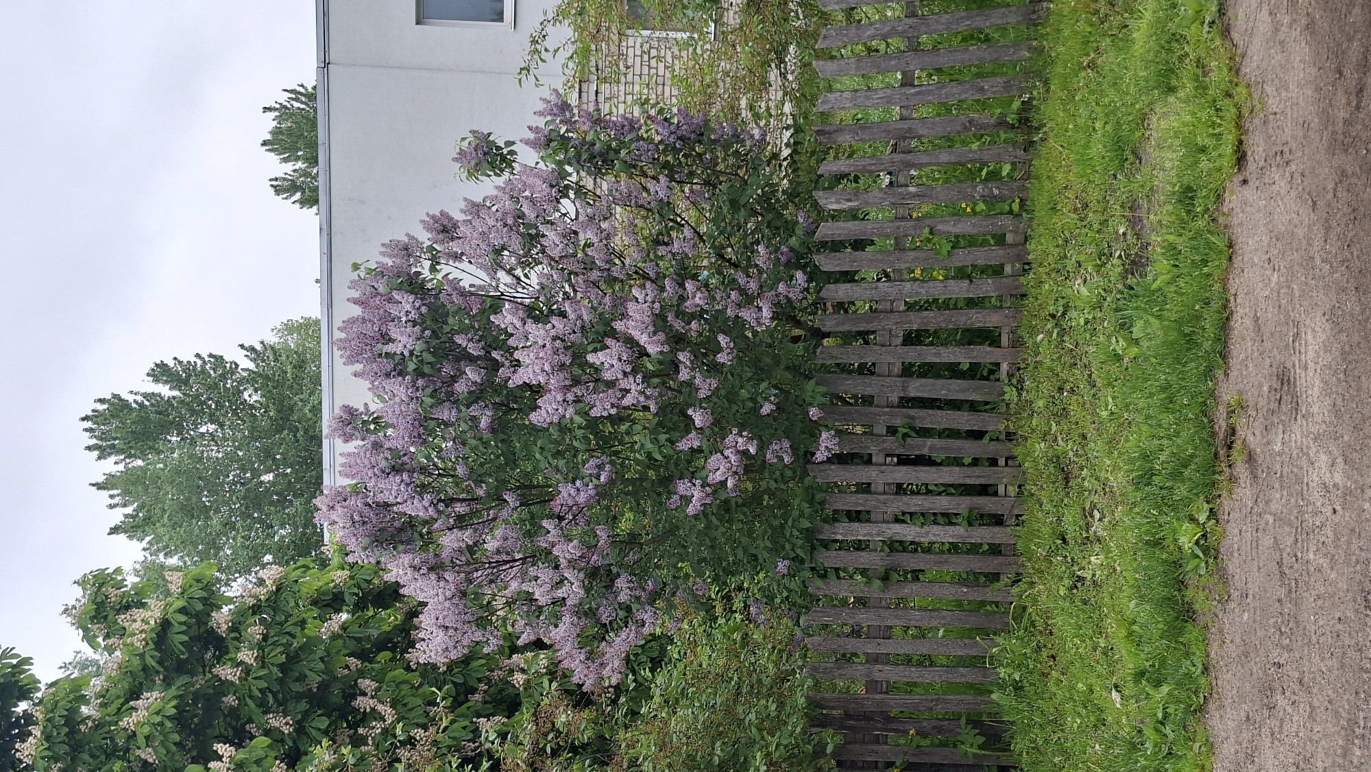 A lilac bush in full bloom grows alongside a weathered wooden fence. The fence separates the bush from a strip of green grass and a concrete sidewalk. Behind the bush are other trees and a white building with a single window. The location is Забалоцкі сельскі Савет, Belarus.
