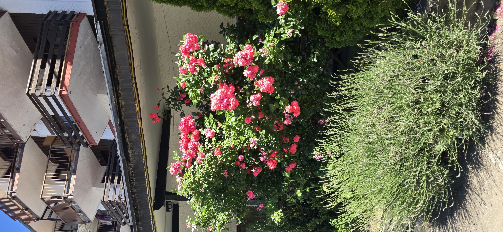 The image shows a building with multiple balconies in Sallent de Gállego, Spain, partially obscured by lush green foliage and vibrant pink roses. In the foreground, a dense bush of lavender or a similar herb is visible, casting a distinct shadow on the ground. The building features balconies with wooden railings and white-colored walls, suggesting it is likely an apartment building or hotel. The overall scene depicts a bright, sunny day with the flowers in full bloom, creating a picturesque setting.
