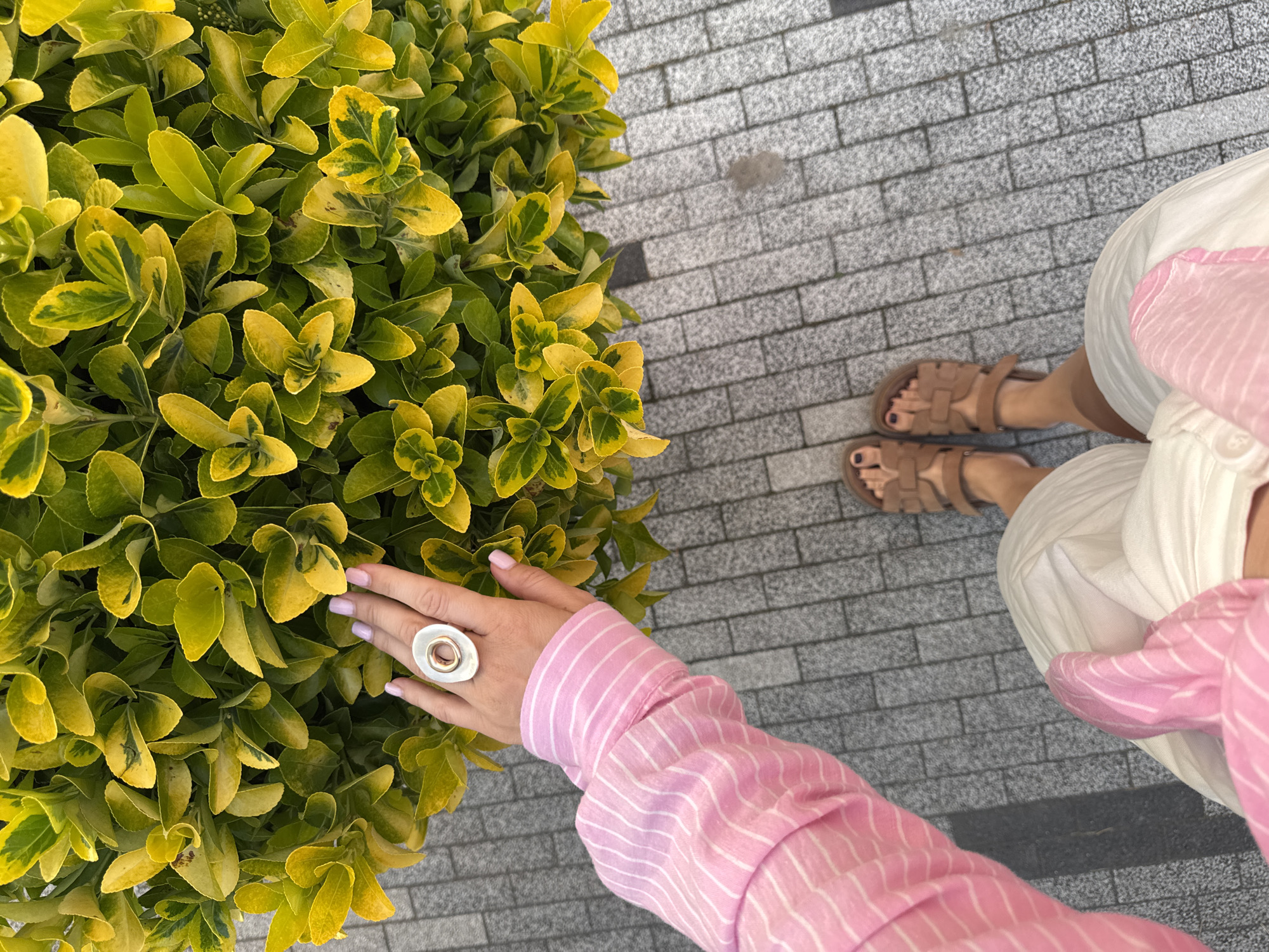 A person's left hand with a large silver ring with a gold inner circle is touching a bush with green and yellow variegated leaves. The person is wearing a pink and white striped long-sleeved shirt. Below the hand and shirt, the legs and feet of the person are visible. They are wearing white pants or skirt and brown sandals. The person is standing on a grey paved surface with black accents. The scene is set outdoors, possibly in a park or on a street in Sochi, Russia, as suggested by the context. The lighting indicates it is daytime.