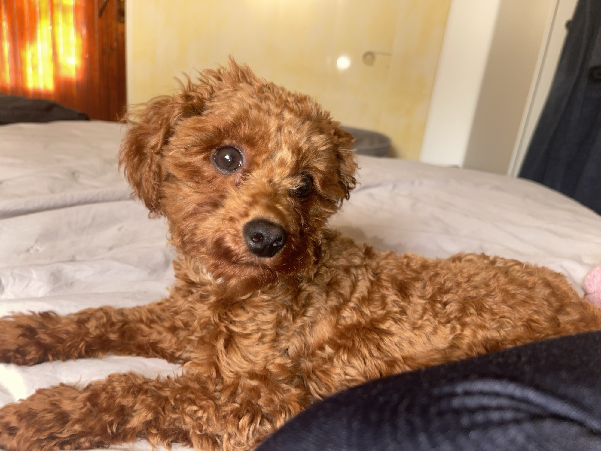 A small, reddish-brown canine, consistent with a poodle breed, is depicted in a prone position on a white, textured bedspread. The dog's head is turned towards the viewer, positioned centrally within the frame, displaying dark, alert eyes and a black, moist nose. Its tightly curled fur covers its entire visible body and extended front paws. The background on the left features a window with vertical, reddish-brown blinds, emitting a strong, warm yellow-orange light. To the right, a light yellow-cream wall is visible, containing a subtle circular fixture, leading to a partial view of a white vertical architectural element and dark blue fabric. A dark blue/black fabric occupies the lower right foreground. The scene is consistent with a residential interior, located in Sofia, Bulgaria.