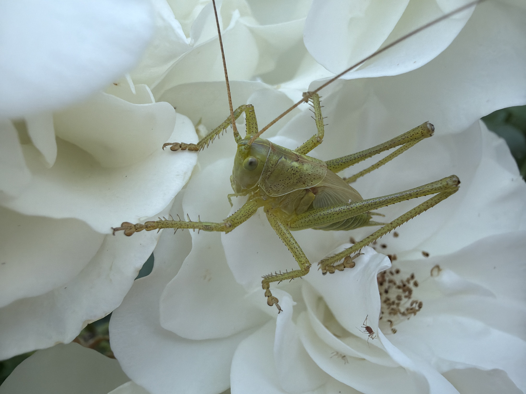 This is a close-up, eye-level, outdoor photograph of a light green katydid clinging to a large white flower, possibly a rose. The katydid is positioned in the center of the frame, upside down, with its legs spread. Its body is segmented and appears to have darker green markings. Its antennae are long and extend out of the frame. The flower petals are soft and delicate, with visible veins and subtle shadows. In the lower left of the image, a very small, dark red insect is visible on a petal. The background is filled with more white petals, suggesting a dense floral arrangement. The lighting is soft and diffused, typical of natural daylight. The location is stated to be in Sofia, Bulgaria.