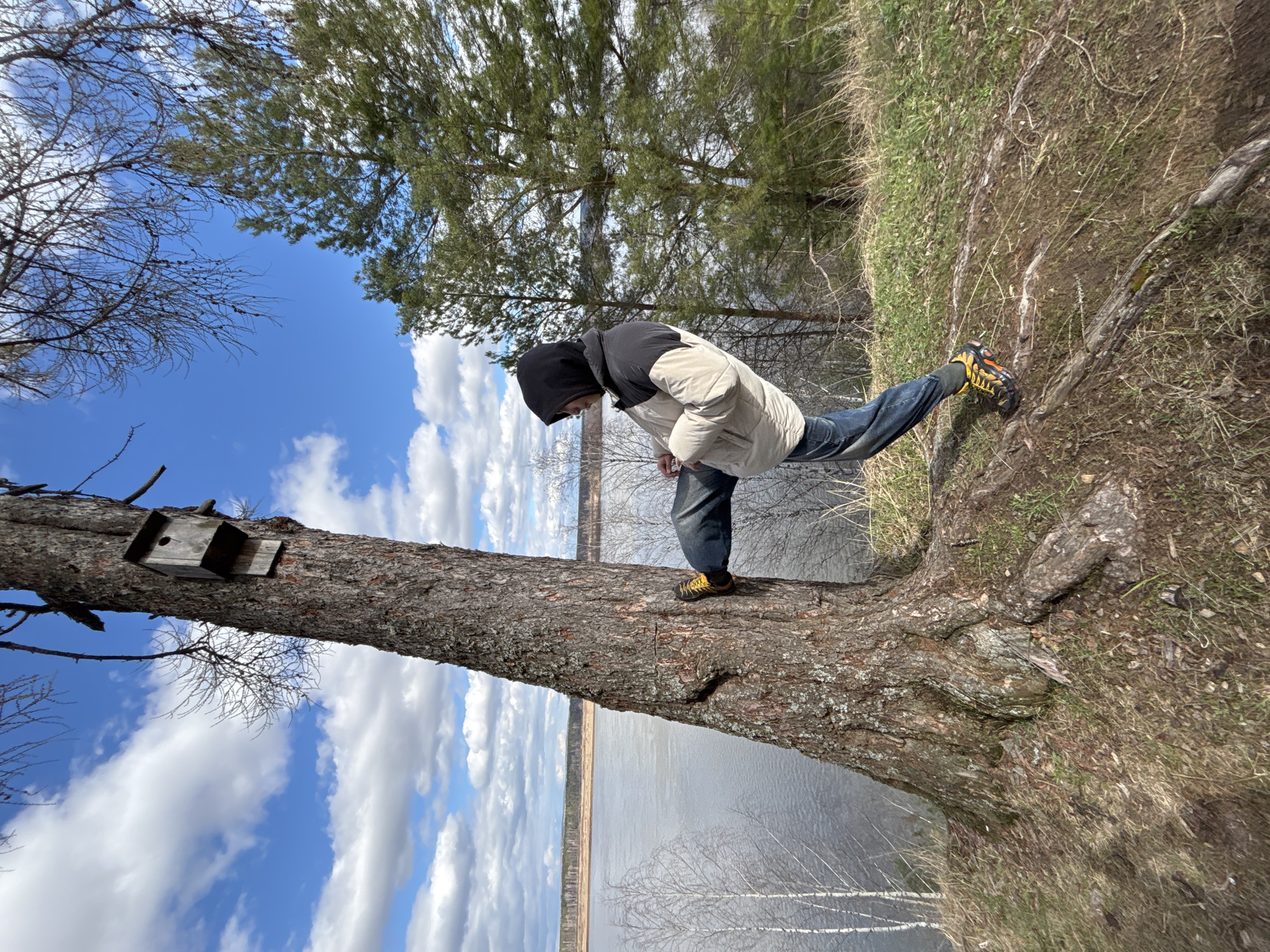 A person stands on a large tree trunk, the tree growing near a body of water. The person wears a black hoodie, a light-colored jacket, jeans, and yellow and black shoes. A birdhouse is attached to the tree trunk. The environment includes a body of water, trees, grass, and a blue sky with clouds. The specific location in Chernushka, Russia, cannot be determined from this image.