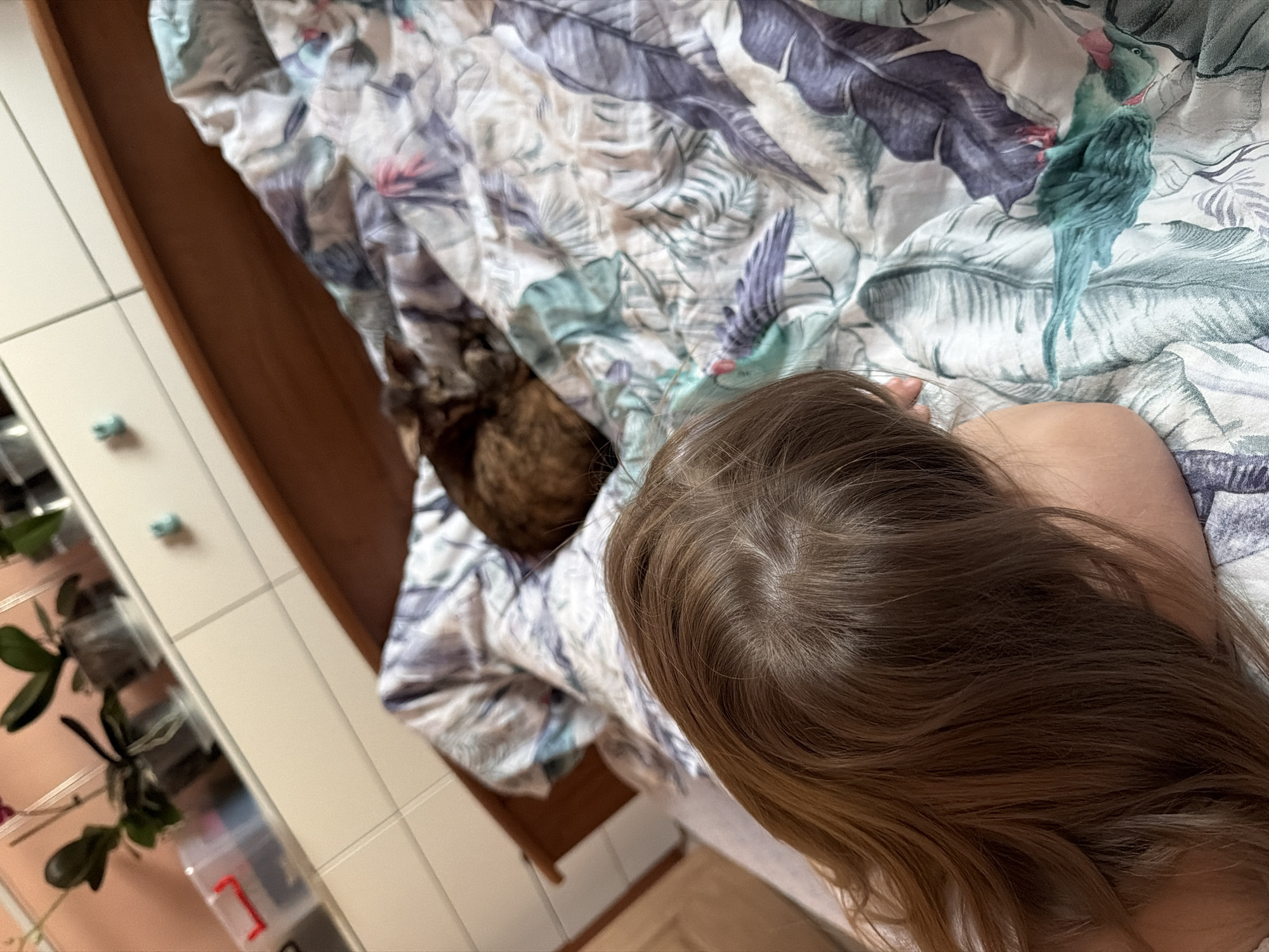 The image, taken in Chaikovsky, Russia, provides an overhead perspective of an indoor scene featuring a person and a cat resting on a bed. The central subject is the back of a person's head and shoulder, revealing long, flowing light brown hair. They appear to be lying down, partially covered by patterned bedding.
Nestled within the bedding, to the left of the person, a domestic cat with brown and black tabby fur is partially visible, appearing to be resting comfortably. The duvet cover features a distinctive pattern of large blue, grey, and teal tropical leaves, along with several stylized birds. One particularly prominent decorative bird figure, resembling a turquoise parrot or parakeet with a pink beak, is visible on the bedding near the person's shoulder.
To the left of the bed, a white tiled wall is visible, adorned with small light blue knobs. Below the tiled wall, several potted plants can be seen, along with a clear plastic container featuring a red handle. A wooden structure, possibly part of the bed frame or a piece of adjacent furniture, borders the bed. The overall atmosphere suggests a calm and relaxed domestic setting, likely a bedroom. The time of day is not explicitly indicated, and there is no visible text.
