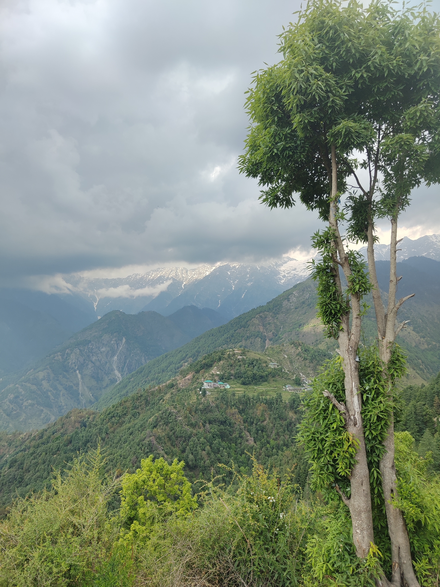 The image depicts a mountainous landscape under a cloudy sky. A tree with green foliage stands prominently in the foreground on the right side. Behind the tree, a valley stretches out, covered in lush green vegetation and dotted with small settlements. In the distance, snow-capped mountain peaks are visible through the clouds. The sky is overcast with varying shades of gray clouds. The location is Unknown, Unknown.