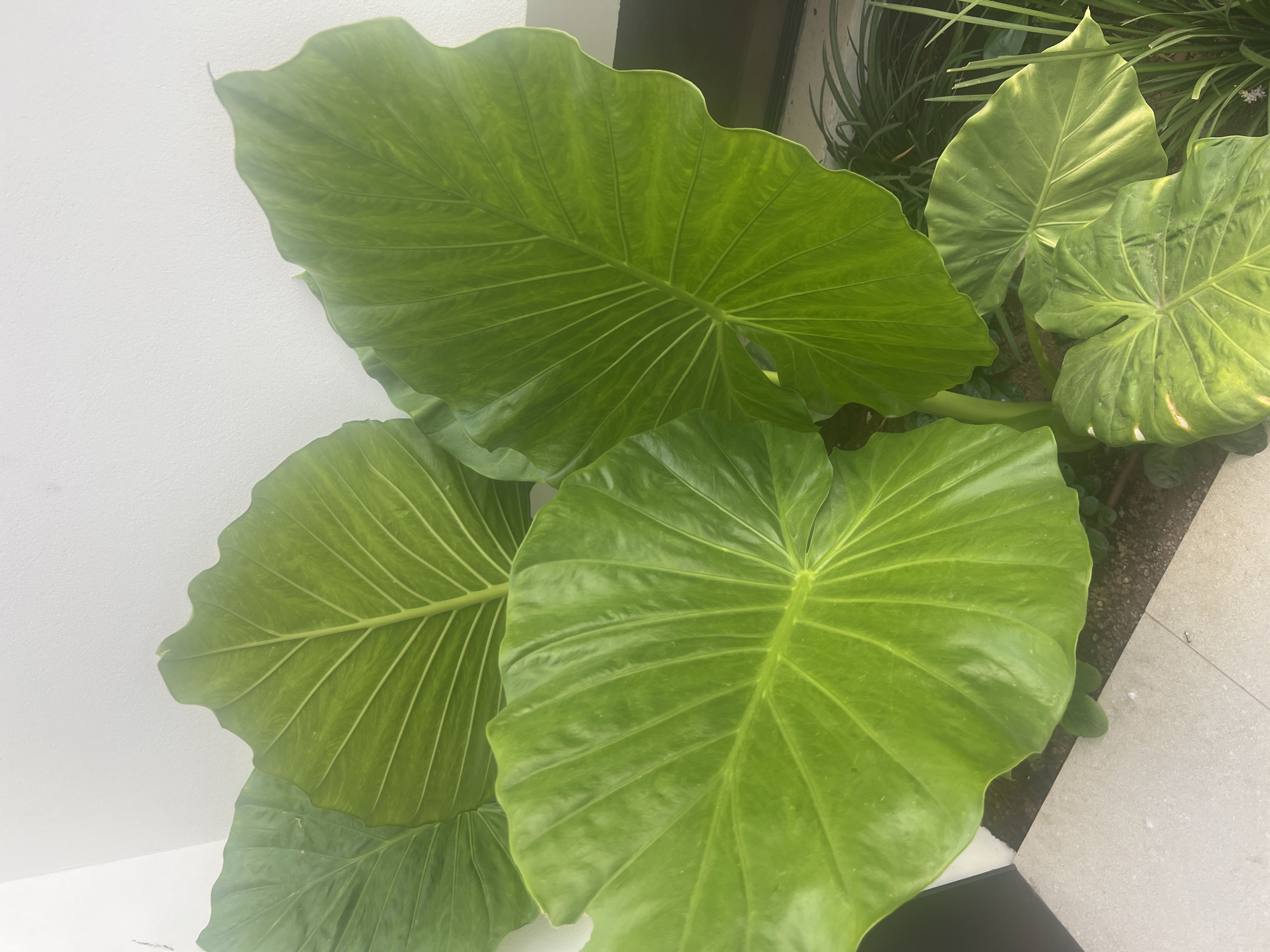 An overhead shot shows a close-up of several large, vibrant green leaves of a tropical plant, possibly an Alocasia or Elephant Ear, in a garden setting. The leaves are glossy and show prominent veining. The background consists of a textured white wall and a paved area made of light-colored square tiles. The image appears to be taken outdoors, with natural light illuminating the scene. Based on the architectural style and foliage, the location could be a modern residential or commercial property in Hof HaCarmel Regional Council, Israel. There are no people or animals visible in the image.