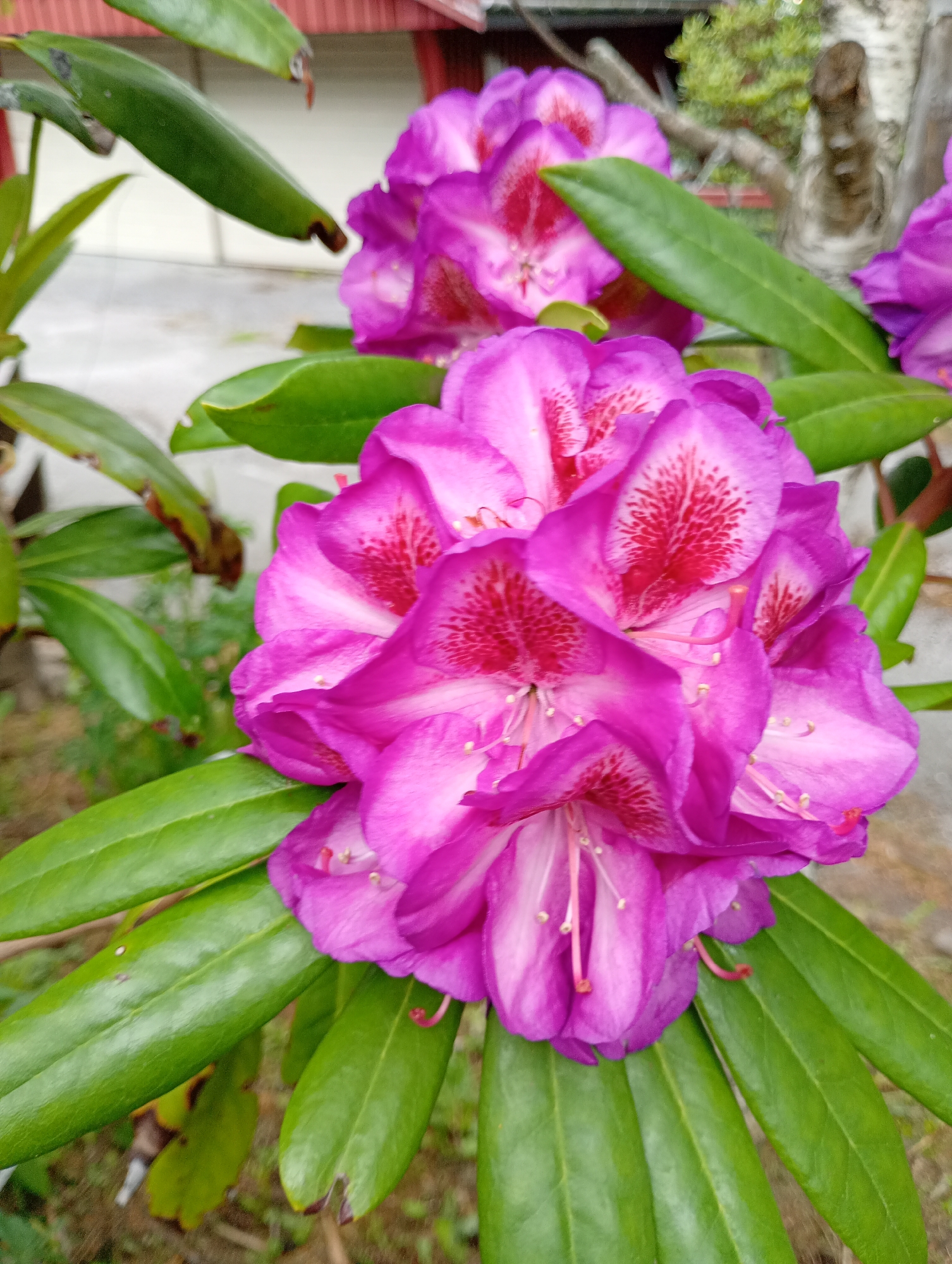 A close-up, vertical shot shows several vibrant pink rhododendron flowers and their glossy green leaves. The flowers are in various stages of bloom, with some fully open and others partially closed. The petals are a rich pink, fading to white at the center, and some have delicate red speckles. The stamens and pistils are visible, adding to the intricate detail of the blossoms. The leaves are a deep green, with a waxy sheen, and some exhibit slight brown tips. In the background, out of focus, are glimpses of a red-roofed building, a tree, and a light-colored wall, suggesting an outdoor setting in a garden or yard. The lighting is soft, highlighting the texture and color of the flowers and leaves.