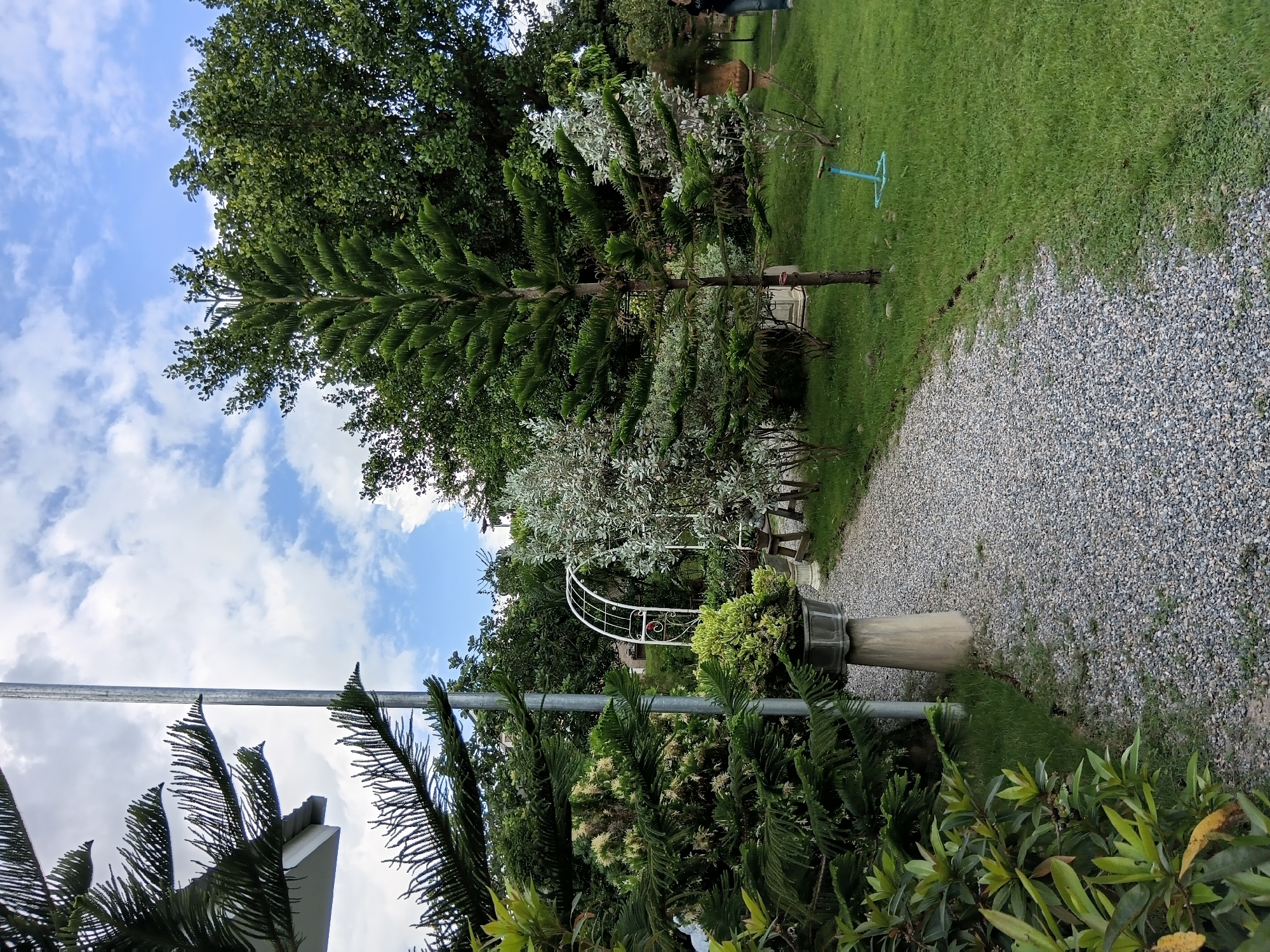 The image depicts a garden path in Ban Tong, Thailand, leading towards a white, arched structure. The path is made of small, grey gravel. To the left of the path, a large pine tree with dense, dark green foliage is visible, with its branches extending towards the upper left of the frame. Adjacent to this tree, more greenery and shrubs can be seen. Further into the garden, to the right of the path, is a neatly mown green lawn. Several trees with varying types of foliage are scattered throughout the background, contributing to a lush, natural environment. In the far right of the image, a person is partially visible, walking away from the camera. The sky above is a mix of blue with scattered white clouds. The overall scene suggests a tranquil, well-maintained garden setting.