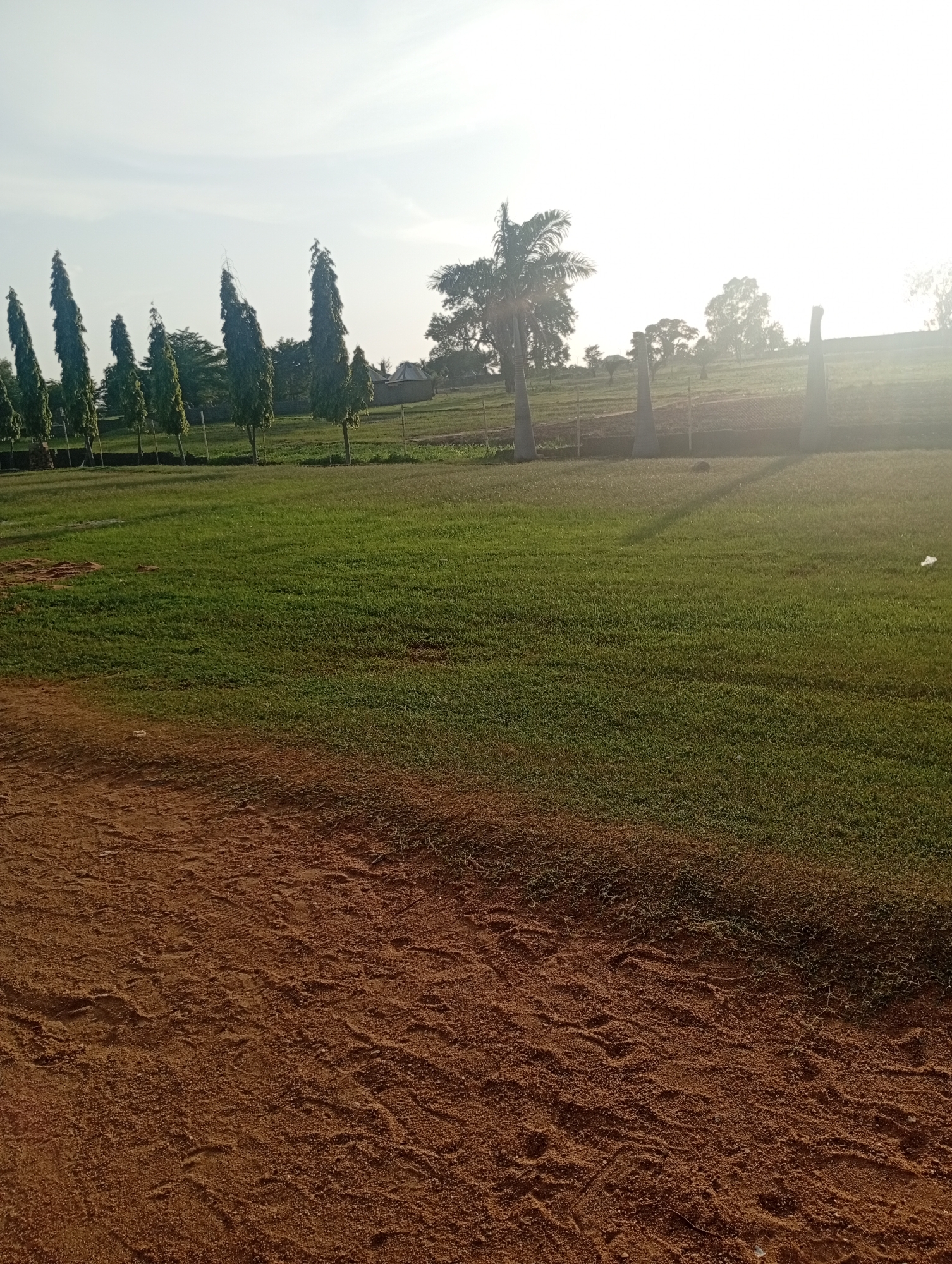 The image depicts an outdoor scene with a clear sky and bright sunlight, suggesting it is daytime. In the foreground, there is a patch of reddish-brown dirt with visible imprints, possibly from tires or footprints. Beyond the dirt, a large expanse of green grass covers the midground and extends into the background. A line of tall, slender evergreen trees stands to the left of the grassy area, some with visible trunks. Further in the background, other trees and vegetation are present, including a palm tree on the right side. In the far background, the landscape appears to rise slightly, with a few indistinct structures or mounds visible. The overall impression is of an open, rural or semi-rural environment, possibly a park, field, or undeveloped land. The location is identified as Jalingo, Nigeria.