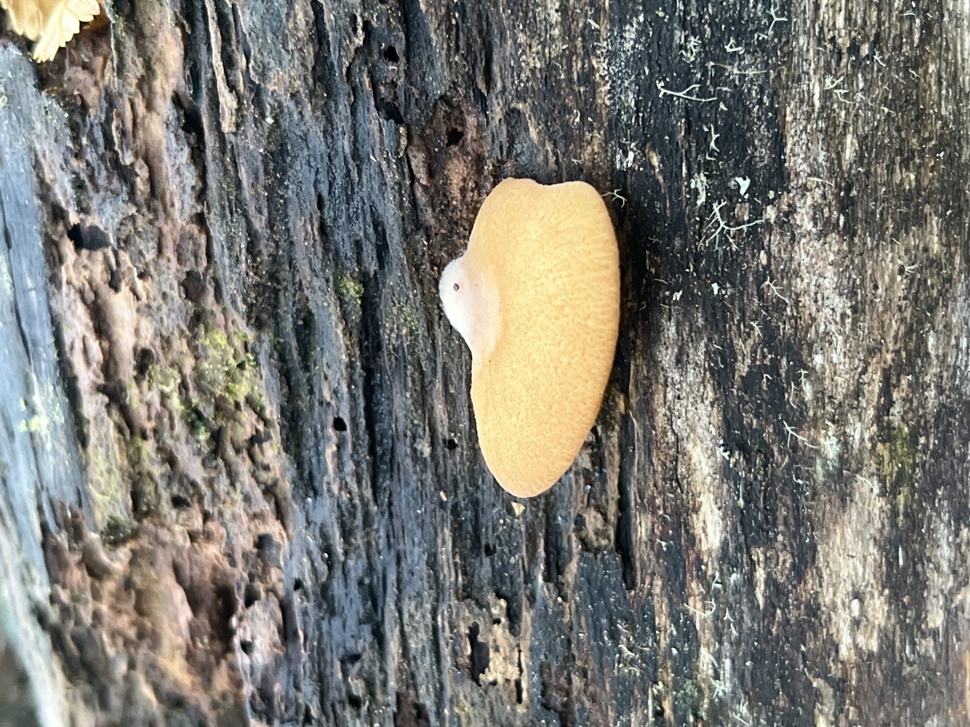 A close-up, medium shot captures a light-brown, shelf-like fungus growing on the side of a decaying tree trunk. The left portion of the trunk is heavily textured and features a mix of light-brown and dark-gray tones, with holes and depressions visible in the wood. The fungus itself is smooth and rounded, with a slight indentation where it connects to the trunk. The right portion of the trunk is primarily dark gray and black, with patches of lichen growing on its surface. The environment suggests a humid, wooded area, potentially located in Puerto Almanza, Argentina. No people are visible in the scene.