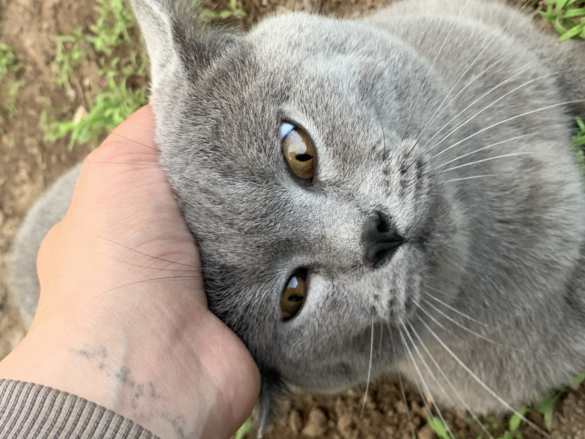 An overhead close-up shot captures a short-haired grey cat being petted outdoors in Foki, Russia. A human left hand, partially visible, rests flat on the top of the cat's head. The hand exhibits light skin tone, and a faint dark blue or black tattoo, possibly geometric or abstract, is visible on the wrist/forearm area nearest the striped sleeve of a beige or brown garment. Several fine, dark hairs are visible on the skin of the hand, indicating contact with the cat's fur.
The cat, likely a British Shorthair due to its dense, blue-grey fur, faces directly towards the viewer. Its pupils are vertically constricted, indicative of bright lighting conditions, and the irises are a striking amber or golden-brown color. The third eyelid (nictitating membrane) is slightly visible in the inner corner of its right eye. Long, white whiskers extend outwards from both sides of its muzzle. The cat's nose is dark grey or black.
The background consists of disturbed brown earth or soil with sparse patches of green vegetation, consistent with an outdoor, possibly uncultivated, ground area. The lighting suggests daylight conditions, casting subtle reflections in the cat's eyes.