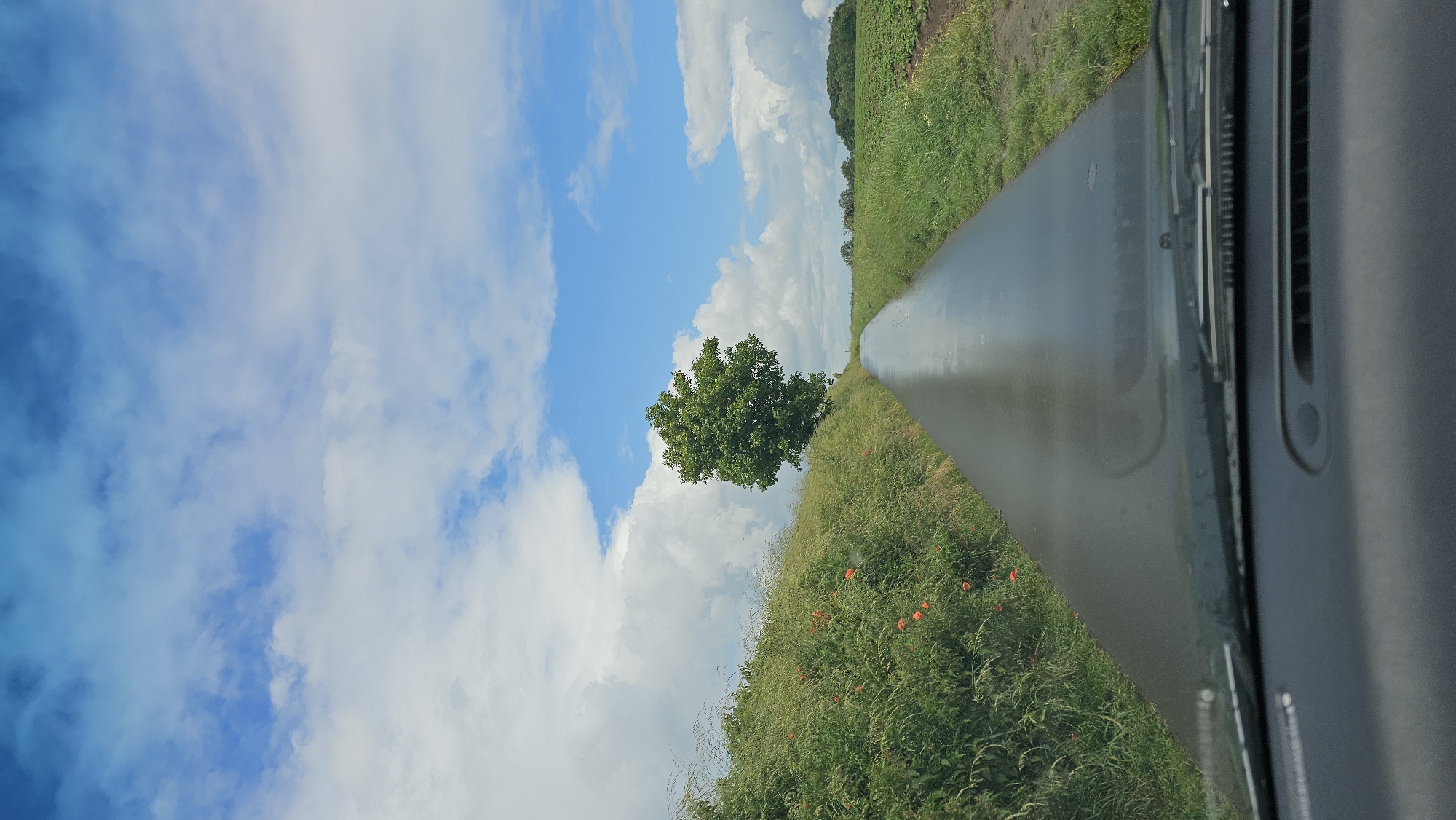 The image captures a rural landscape seen from the interior of a vehicle, looking out the front windshield. A narrow, dark asphalt road, appearing reflective as if wet or recently rained upon, stretches into the distance on the right side of the frame, curving gently to the left. To the immediate left of the road, lush green fields are abundant, featuring tall grasses and scattered clusters of small red flowers, likely poppies. In the mid-ground, a solitary, deciduous tree with a full, round canopy of green leaves stands prominently against the sky. The upper and middle left portions of the image are dominated by a bright blue sky filled with numerous fluffy white cumulus clouds. The lower right corner reveals part of the car's interior, specifically a dark-colored dashboard and the frame around the windshield, including a visible windshield wiper base. The scene suggests a daytime setting with clear, sunny weather, though the road's appearance might indicate recent precipitation. The overall impression is a serene drive through the countryside in Thuin, Belgium. No people are visible, and there is no discernible text in the image.