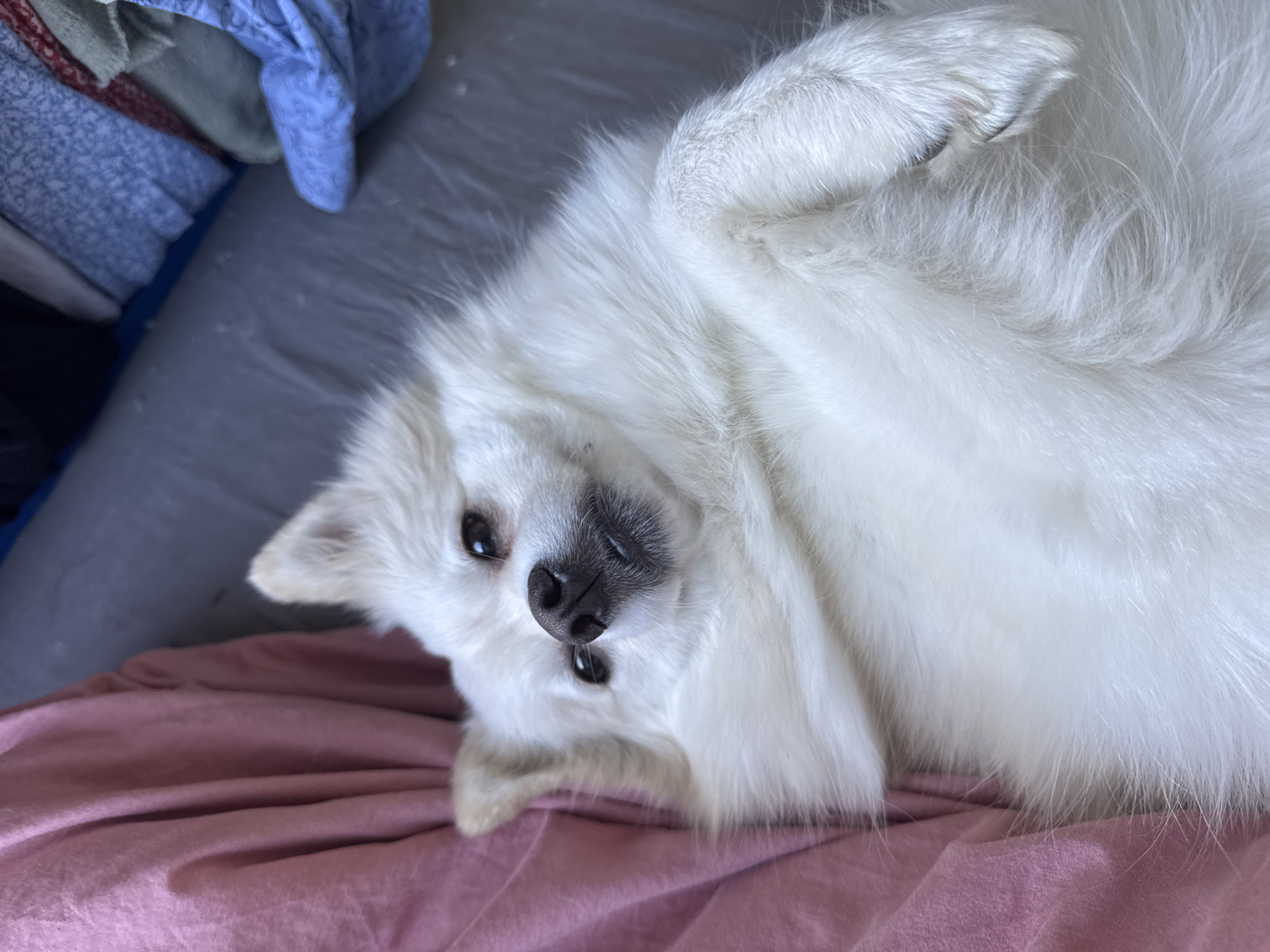 A fluffy white dog with black eyes and a black nose lies upside down on a pink blanket. A blue and grey blanket is in the background. The location is not identifiable as being in Sofia, Bulgaria, from the image alone.