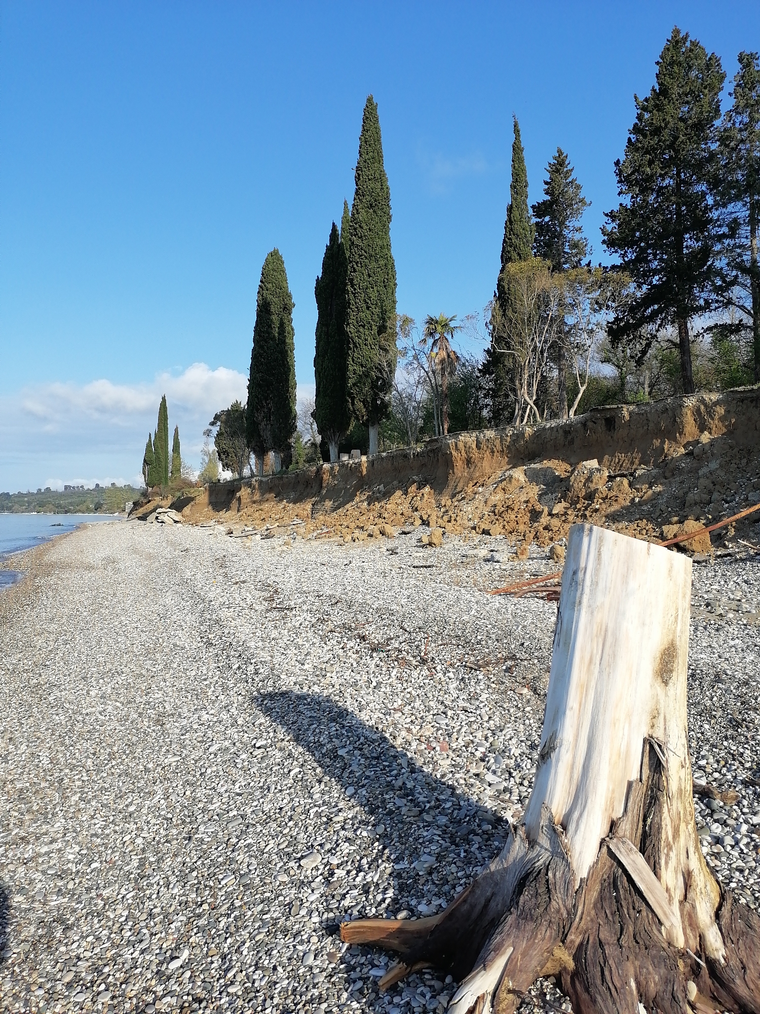 The image presents a sunny coastal landscape featuring a pebbly beach, an eroded embankment, and a variety of trees under a clear blue sky.
In the foreground, a large, weathered tree stump with exposed, gnarled roots dominates the right side. Its upper trunk is bleached white, contrasting with the dark brown, rough texture of its lower section. A long shadow cast by the stump stretches across the wide expanse of light-colored, smooth pebbles that form the beach.
The pebble beach extends to the left, meeting the calm waters of what appears to be a sea or large lake. Along the rear of the beach, a high, earthen embankment shows significant signs of erosion, with sections of loose soil and rocks having collapsed onto the shore. Some rusty metal rods are visible embedded in the ground near the base of the eroded bank.
Perched atop this crumbling bank is a line of trees, including several tall, slender, dark green cypress trees, some broader evergreen trees, and a few bare deciduous trees. A palm tree is also visible among the vegetation on the bank. In the distant background, gentle hills are visible across the water, covered in greenery.
The scene is bathed in bright sunlight under a clear, azure sky with a few wispy white clouds. The long shadows suggest either early morning or late afternoon. The overall impression is one of natural beauty juxtaposed with the powerful, ongoing forces of coastal erosion. No human activity or visible text is present.