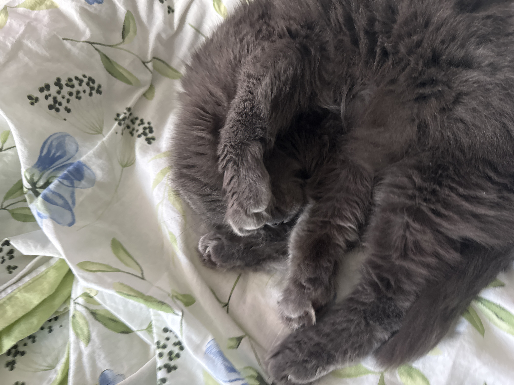 A gray cat is curled up on a bed with a floral-patterned sheet. The sheet is white with blue flowers, green leaves, and small black berries. The cat's head is tucked under its body, and its paws are visible. The location is not discernible from the image.