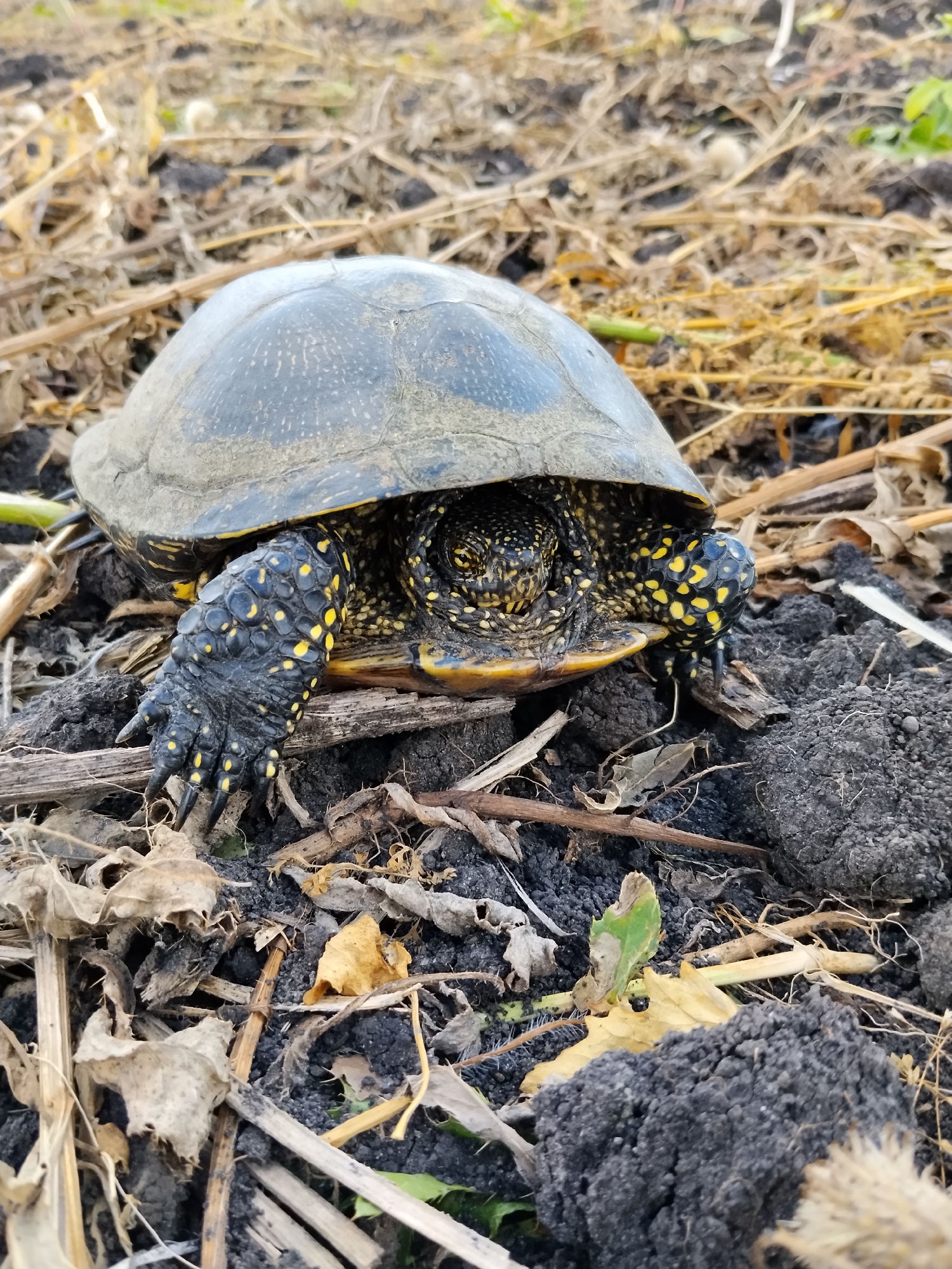A European pond turtle, Emys orbicularis, is positioned centrally on dark, cloddy soil interspersed with dry, brown vegetation and twigs. The turtle's dark shell is visible, partially obscuring its head and legs. Its head is extended, revealing dark skin patterned with small, bright yellow spots around its eyes and on its visible upper snout. Yellow spots are also prominent on its front legs and feet, which are splayed out with sharp, dark claws. The background consists of more dry vegetation and soil, with a slightly blurred effect that suggests a shallow depth of field. The scene is outdoors, on what appears to be dry ground.