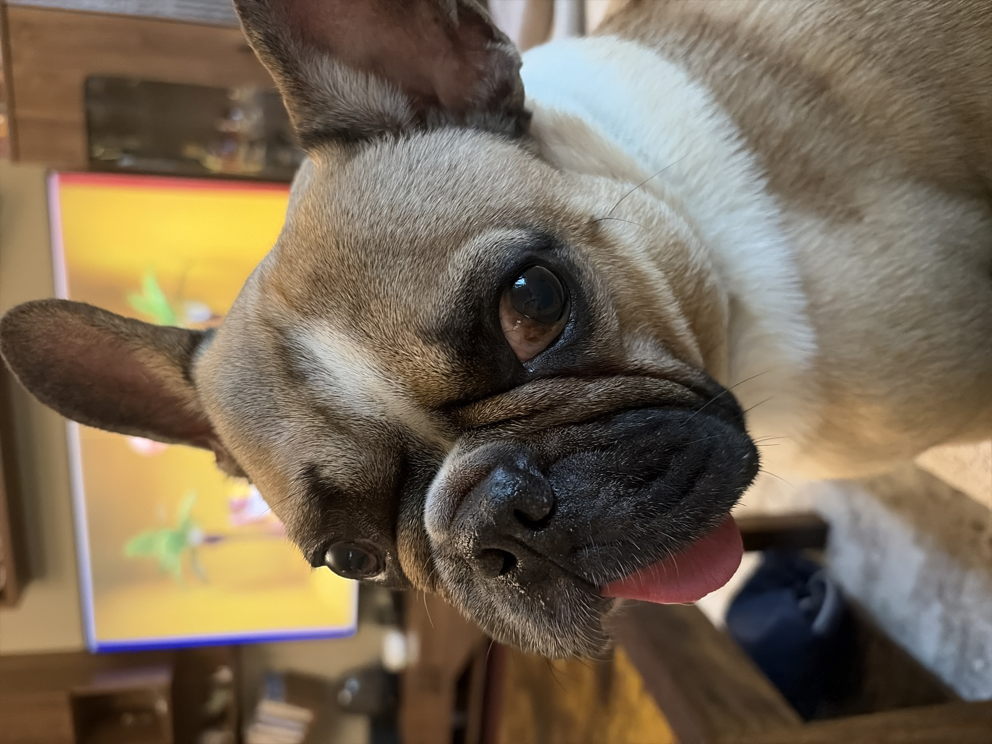 A close-up, slightly tilted portrait features a fawn and white French Bulldog looking directly at the viewer. The dog's head fills much of the frame, showcasing its dark brown eyes, black nose, and pink tongue slightly extended from its mouth. Its fur displays shades of light brown and fawn, contrasted by a distinct white patch across its chest and neck. Characteristic wrinkles are visible around its snout and eyes.
The background is softly blurred, indicating an indoor setting, likely a home. Behind the dog, a bright screen, possibly a television or monitor, displays a vibrant yellow-orange image with indistinct green shapes, suggesting foliage or abstract art. Elements of wooden furniture or flooring are also subtly visible in the background. The lighting suggests it is daytime. The dog appears curious and engaged. No text is visible in the image. While the location context is given as Sofia, Bulgaria, there are no specific visual cues within the image itself to confirm this.