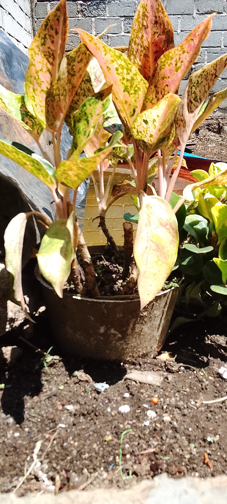 In Padang Dalom, Indonesia, an Aglaonema plant with variegated pink and green leaves is potted in a dark circular planter filled with soil and small debris. The planter sits on the ground, which is also covered with loose soil and scattered organic matter. Behind the plant, a light-colored brick wall is visible. To the right of the Aglaonema, a smaller plant with bright green leaves grows. The scene is illuminated by natural sunlight, casting shadows on the ground.
