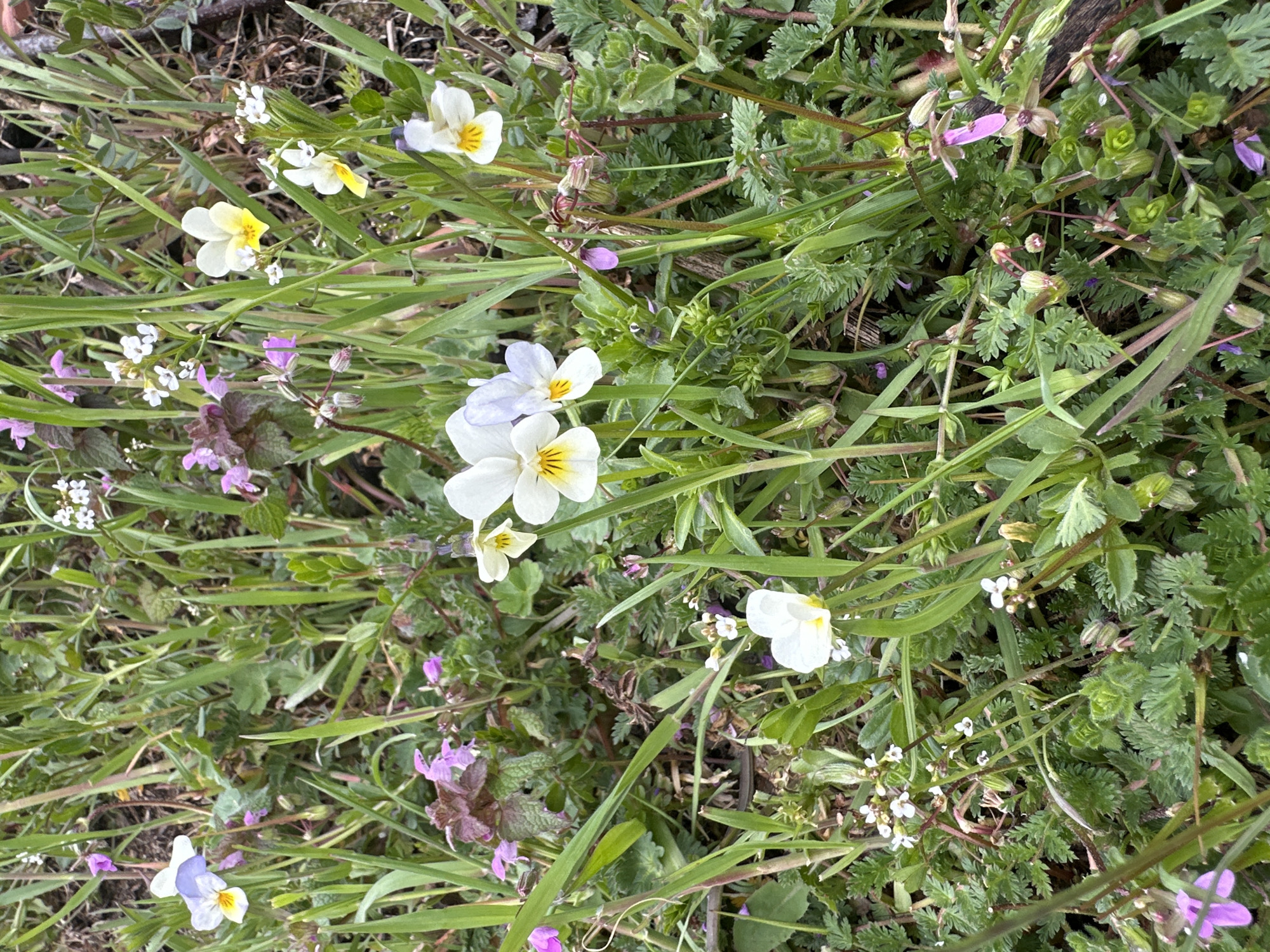 The image depicts a patch of ground covered in a variety of wildflowers and grasses. The flowers are small and come in a variety of colors, including white, yellow, and purple. The grasses are green and mixed with the flowers. There are no people visible in the image. The specific location in Pripek, Bulgaria is not possible to infer from the image.
