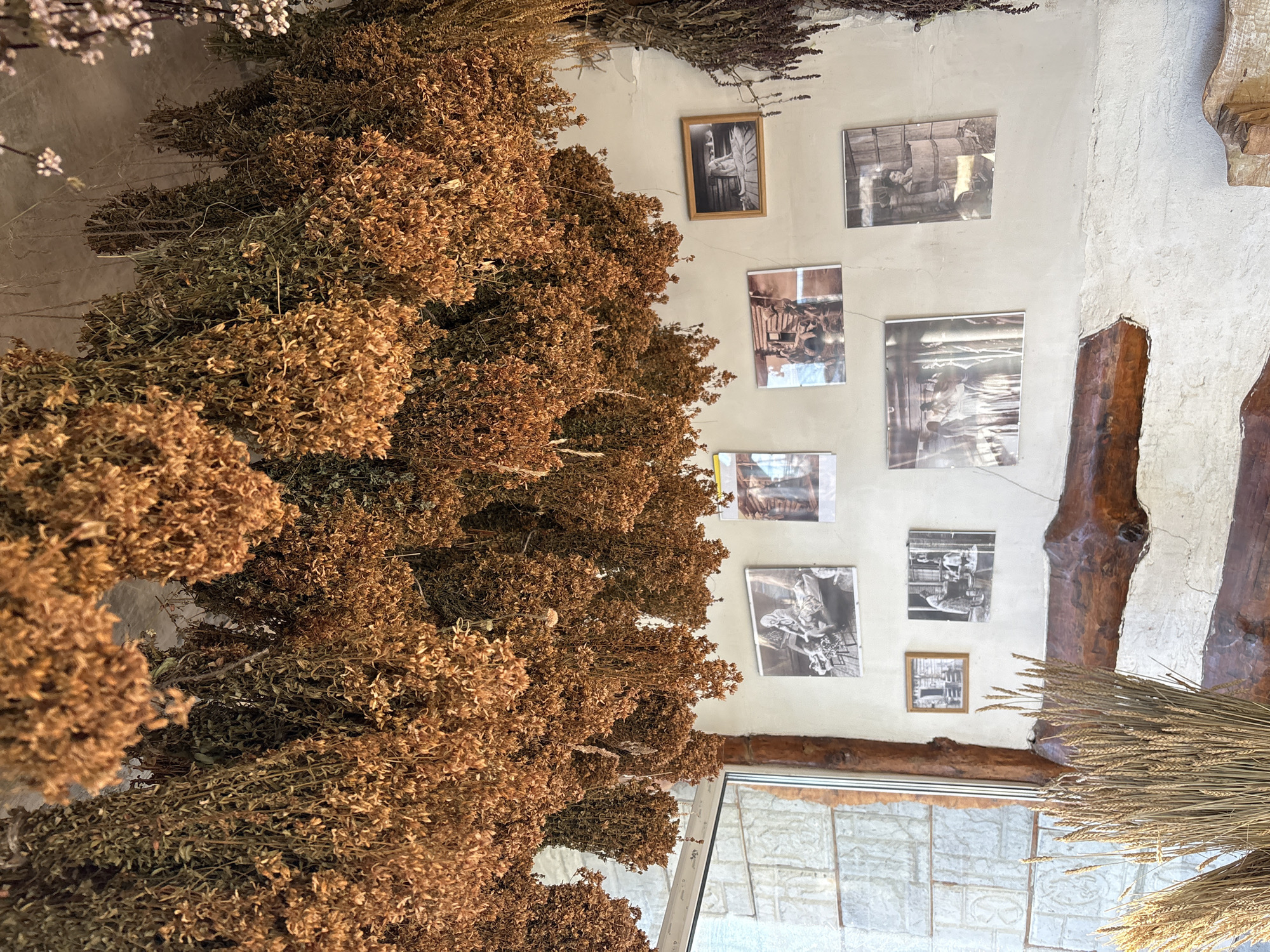 The scene depicts an interior space in Bely Klyuch, Russia, characterized by a rustic and traditional aesthetic. The ceiling is densely covered with numerous bundles of dried plants, predominantly light brown and beige with some darker green-brown clusters, all suspended upside down by strings. The walls are off-white and textured, adorned with eight black-and-white photographs of varying sizes. These photographs illustrate scenes of traditional life: one depicts people working with food, another shows women in traditional attire, one features a woman in a wooden tub, and others portray various domestic or rural activities. A large window with a white frame is visible on the left, revealing an exterior wall constructed from light-colored, textured stone or brick. A vertical, dark brown, rough-hewn wooden beam separates the window from the wall, and a horizontal wooden beam of similar style runs along the lower part of the wall. In the lower left foreground, a prominent bundle of golden-yellow dried wheat stalks stands upright. No individuals are visibly present or interacting within the immediate scene.
