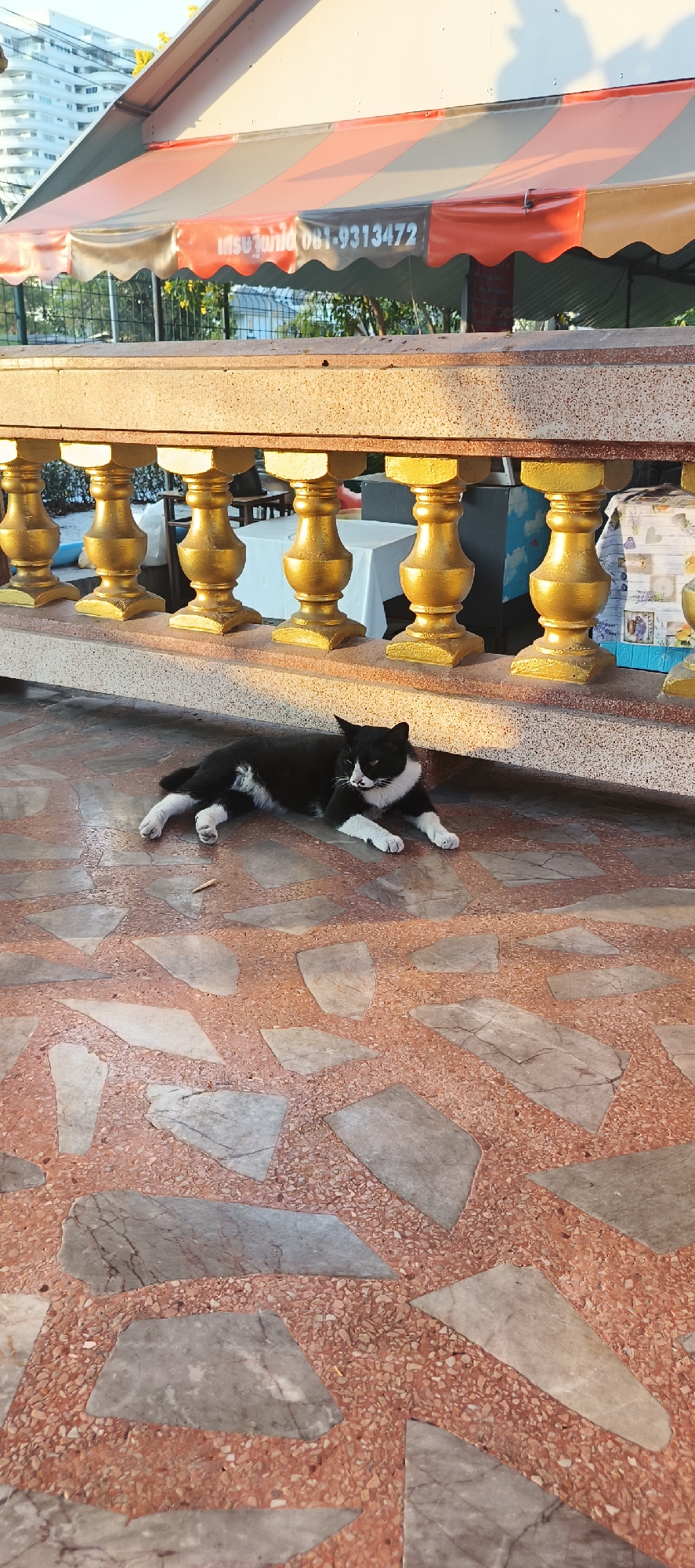 A black and white cat with distinctive markings, including a white muzzle, chest, and paws, is seen resting on a patterned floor. The cat lies stretched out on its side, appearing calm and relaxed. The floor beneath it is a mosaic of reddish-brown aggregate with interspersed, irregular gray and white marble-like stones.
Behind the cat, a decorative golden balustrade, featuring stout, ornate pillars, spans horizontally across the image, casting shadows from the warm sunlight. Beyond this balustrade, a shaded area is visible, topped by a striped awning. The awning displays alternating sections of red, dark gray (or black), and orange, with a scalloped edge.
Visible on the dark gray section of the awning is text in Thai characters, "เบอร์โทร" (meaning "phone number"), followed by the numerical sequence "081-9313472".
Further in the background, under the awning, white-covered tables are discernable, suggesting an eating or gathering area. Beyond the immediate structure, green foliage and trees are visible, and in the upper left, a tall, modern, light-colored building rises against a bright sky, indicative of an urban setting like Bangkok, Thailand.
The scene is bathed in warm, golden sunlight, strongly suggesting either early morning or late afternoon, as indicated by the long shadows and the intense glow on the golden balustrade. The weather appears clear and sunny.