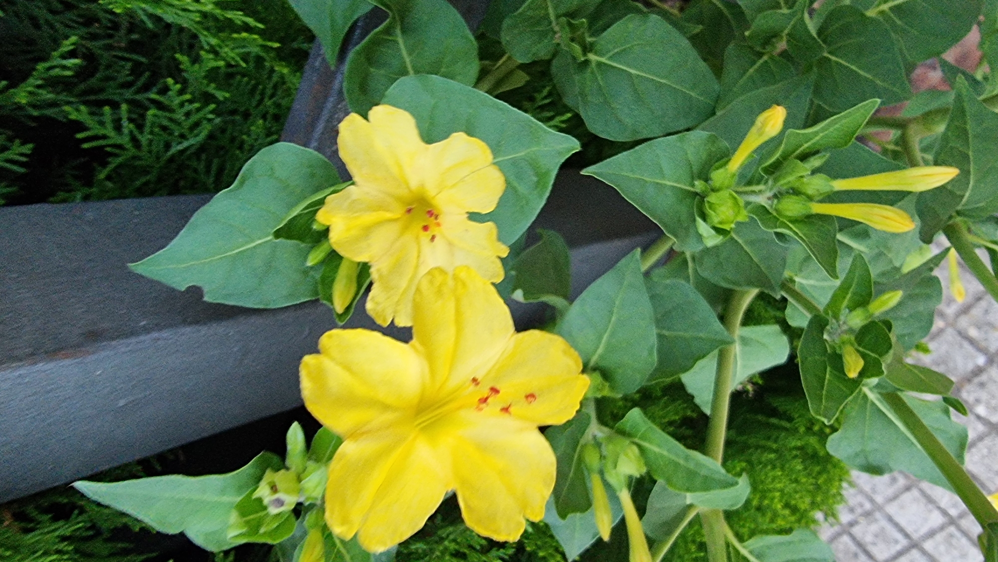 The image displays a close-up view of yellow four o'clock flowers (Mirabilis jalapa) in Sant Joan les Fonts, Spain. Two fully bloomed flowers are prominently featured, with their vibrant yellow petals open and revealing red stamen at their centers. Several buds, also yellow and elongated, are visible, along with green leaves and stems. The background shows a dark, possibly metal, vertical structure and a hint of evergreen foliage. The ground beneath the plants appears to be paved with light-colored interlocking bricks. The lighting suggests it is daytime, possibly late afternoon or early morning given the soft light.