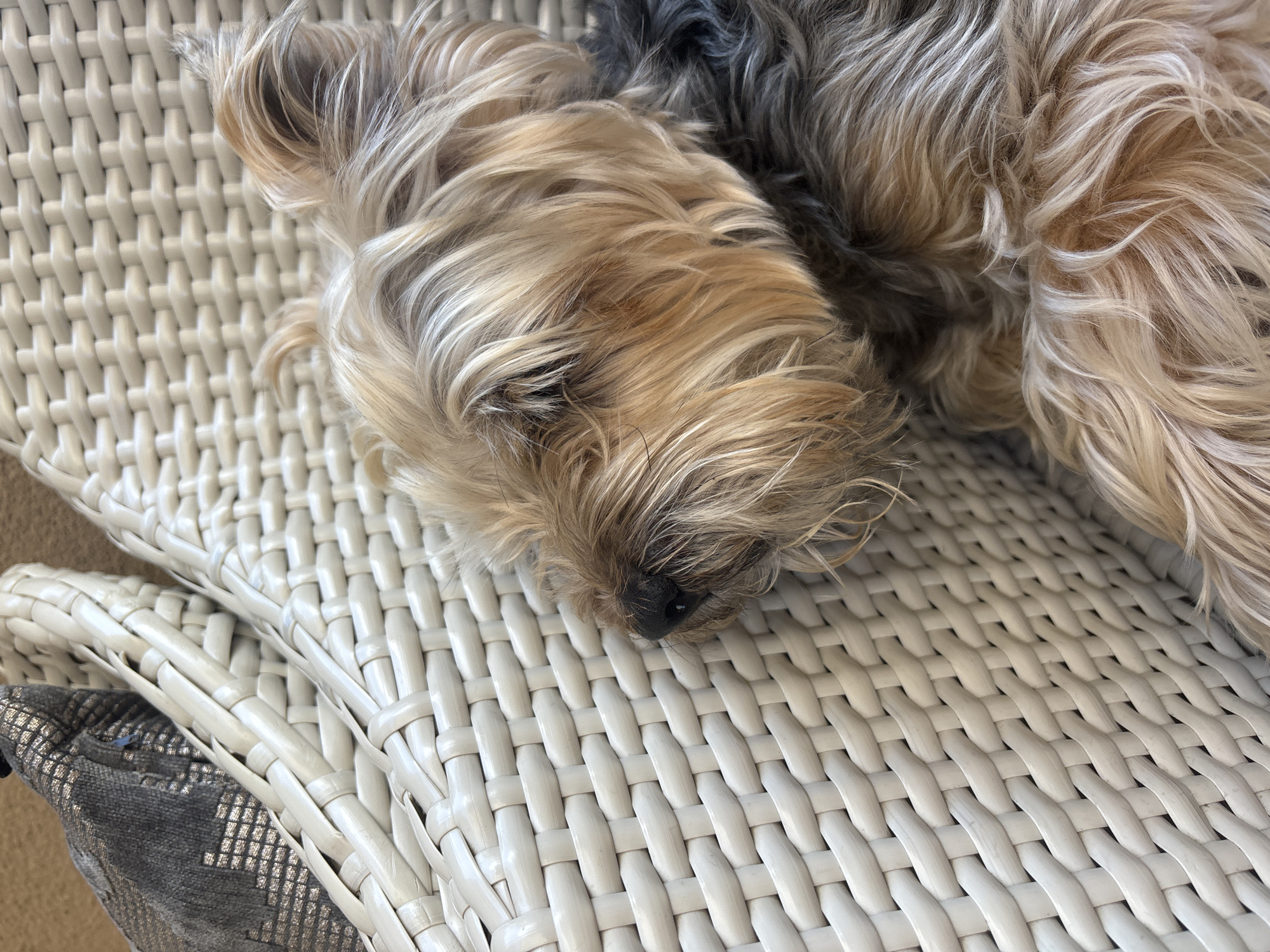 This close-up image shows a small, shaggy-haired dog resting on white, woven furniture. The dog's fur is multi-colored, primarily blonde and light brown with darker grey and black sections, appearing soft and tousled. Its head is lowered onto the furniture, with its black nose visible, suggesting it is asleep or deeply relaxed.
The furniture beneath the dog is bright white and features a prominent, intricate basket-weave pattern, likely made of wicker or a synthetic rattan material. In the lower left corner, a dark-colored cushion with a subtle, possibly metallic, geometric pattern is partially visible. The lighting is soft and natural, emphasizing the textures of the dog's fur and the woven surface. The overall mood of the image is peaceful and serene, depicting a moment of quiet rest. No text is visible in the image.