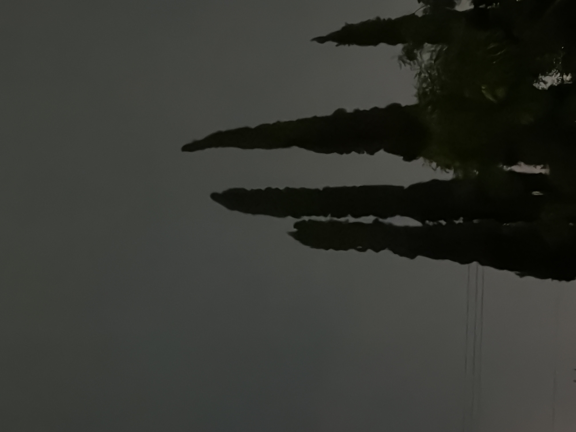 The image shows a nighttime scene with tree branches silhouetted against a dark sky. The branches are dark and appear to be thick, possibly from a large tree. Faint lines appear that could be power lines. Without further information, it is not possible to confirm the specific location within Cuautla, Mexico.
