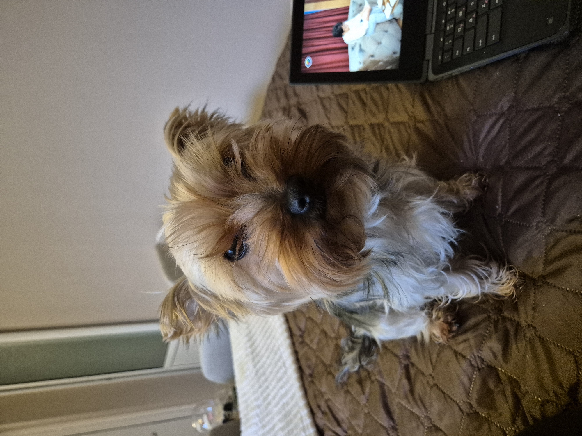 This image, captured in Pavlikeni, Bulgaria, depicts a Yorkshire Terrier dog positioned centrally on a dark brown quilted bedspread. The dog faces the camera directly, exhibiting multi-colored fur primarily in shades of tan/golden, grey, and black, with distinctive longer fur on its face forming a mustache and beard. Its eyes are dark, and its nose is black. To the left and slightly behind the dog, a white, ribbed knit throw blanket is visible on the bed. In the background, a light-colored wall is present, with a closed white door featuring a vertical translucent panel partially visible on the upper left. A small, decorative, illuminated object is discernible on a surface behind the blanket. To the right of the dog, on the bed, an open black laptop computer is visible. The laptop screen displays a video feed featuring a person, likely female, seated on a tufted light-colored sofa against a background of red curtains. A small table is positioned in front of the sofa within the screen's content. A blue circular logo with a lighter blue arc is present in the upper left corner of the laptop screen.