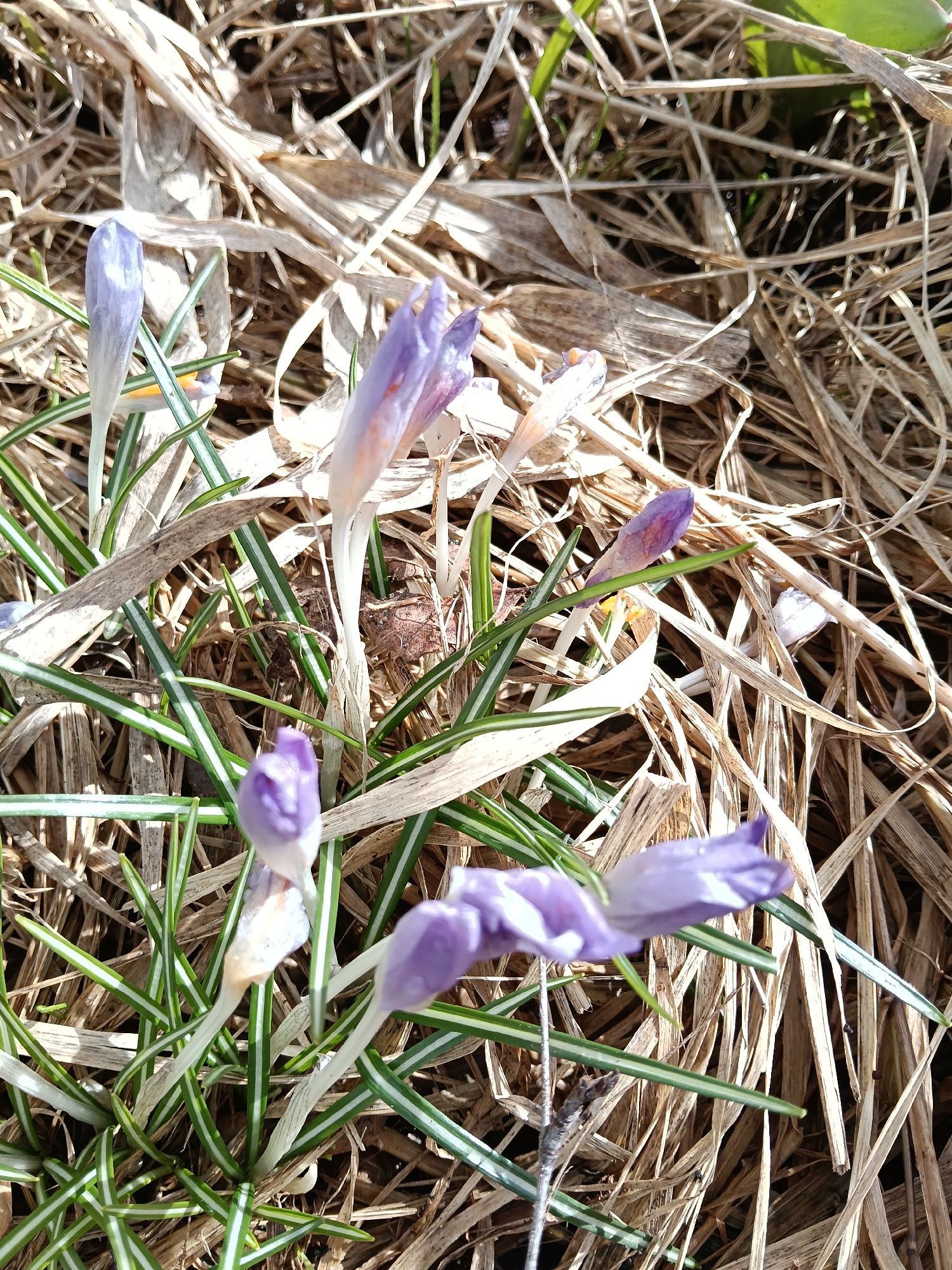 The image shows a close-up view of purple crocus flowers emerging from dry, brown grass and blades. The crocuses are in various stages of bloom, with some buds still closed and others beginning to open. The green leaves of the crocuses are also visible, interspersed with the dry grass. The scene appears to be a garden or natural area. Given the request for location context, it's plausible this scene is in the city of Красный Маяк, Russia, where similar garden scenes may be found, though without additional details, no other inferences can be made. No people are visible.