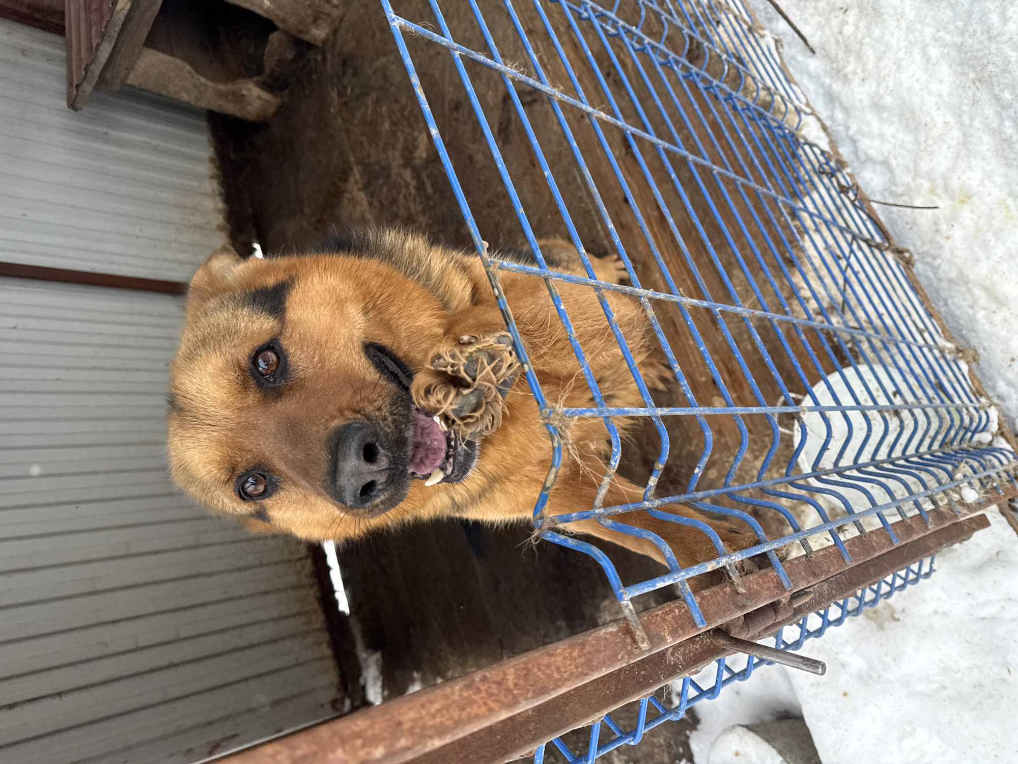 A medium-sized brown and black dog is lying inside a blue metal cage. The dog is holding its paw in its mouth and appears to be chewing on it. The cage is located outside, adjacent to a partially visible wooden structure. Snow is visible in the background. The photograph was taken from above and to the side of the cage. No people are visible. The location is assumed to be Luzhkovo, Russia based on request.