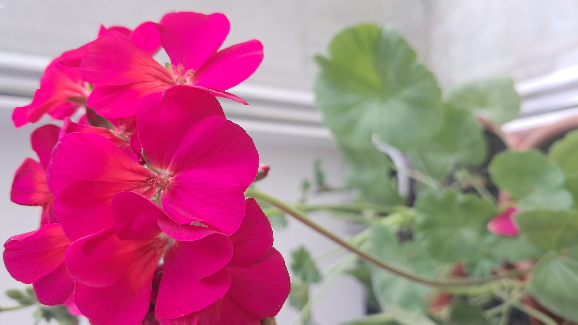A close-up shot focuses on the vibrant pink petals of a geranium flower. The flower is in full bloom, with several blossoms clustered together. The petals are delicate and slightly cupped, with a deeper red hue visible towards the center of each flower. In the background, green leaves of the plant are visible, some in focus and others blurred. The setting appears to be indoors, near a window with diffused light, suggesting the plant is potted and placed for display. The background is mostly out of focus, with hints of a light-colored wall and possibly window blinds. The overall impression is one of a healthy, blossoming plant captured in a soft, natural light.