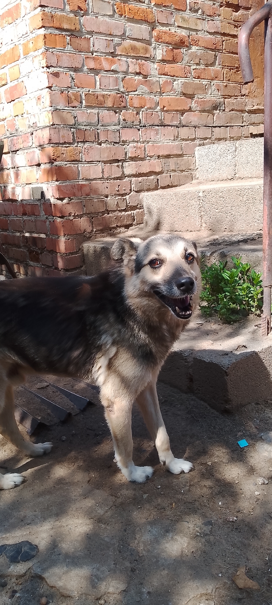 A medium-sized, mixed-breed dog stands in a sunlit area outdoors, possibly in Belgorod, Russia. The dog has tan and gray fur, erect ears, and its mouth is open, revealing its teeth and tongue. It appears to be looking slightly off-camera to the right. The background features a brick wall, concrete steps, and some greenery. The ground is a mix of dirt and concrete, with shadows indicating bright sunlight. The overall scene suggests a residential or utilitarian outdoor space.