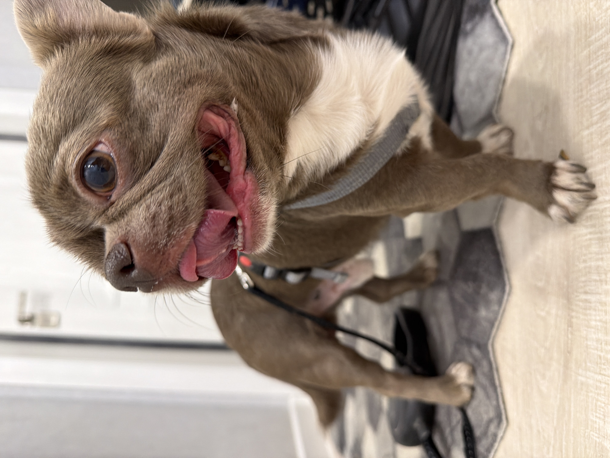 A close-up, medium-shot image shows a dog indoors, with its mouth open and tongue extended. The dog is gray and white, wearing a gray harness with a black leash. The floor has a geometric pattern in shades of gray. A door is visible in the background. No indication of location or city is present in the image.