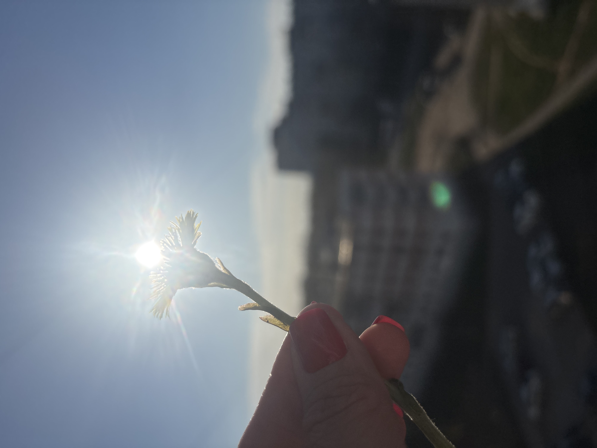 A person holds a small flower with thin, white petals and a green stem in their hand. The person has red nail polish on their fingernails. The sun shines brightly behind the flower. In the background, there are blurred buildings, suggesting a city environment. Based on the prompt information, the location is Chaikovsky, Russia.