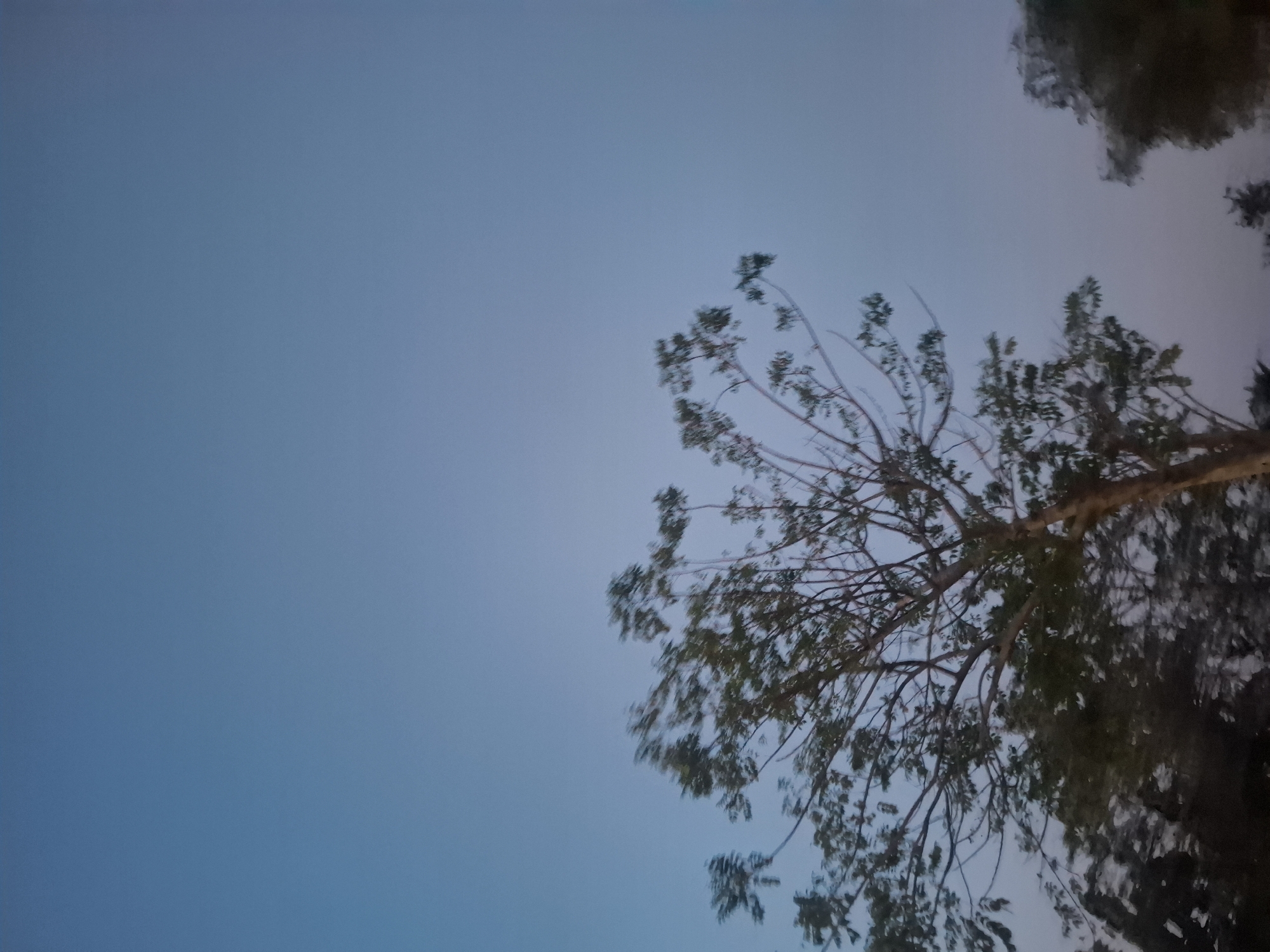 The image shows a tree against a clear blue sky. The tree is in the foreground, and its branches are bare of leaves, suggesting it is winter or early spring. The sky is a gradient of light blue, with the color becoming lighter towards the horizon. The image appears to be taken from a low angle, looking up at the tree and the sky. There are no people or any other objects visible in the image. The image does not contain any information about the location in the city of Gampang Sejati, Indonesia.