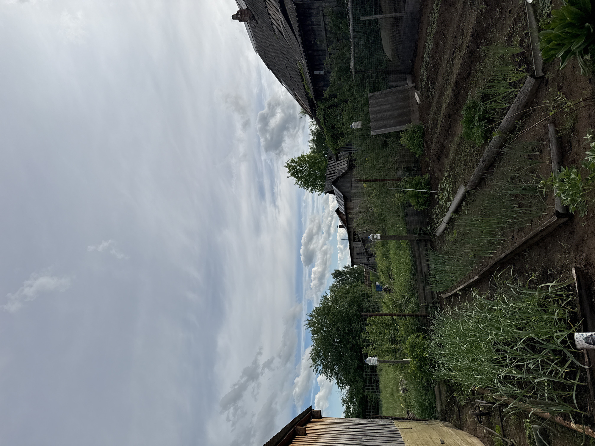 The image shows a rural scene in Уральское, Russia. An old, weathered wooden building with a decaying roof is visible in the upper left corner. A garden plot runs alongside, with rows of what appears to be onions or garlic. A wire fence separates the garden from a grassy area with scattered trees. The sky is cloudy. No people are visible. There is a small outhouse or shed.