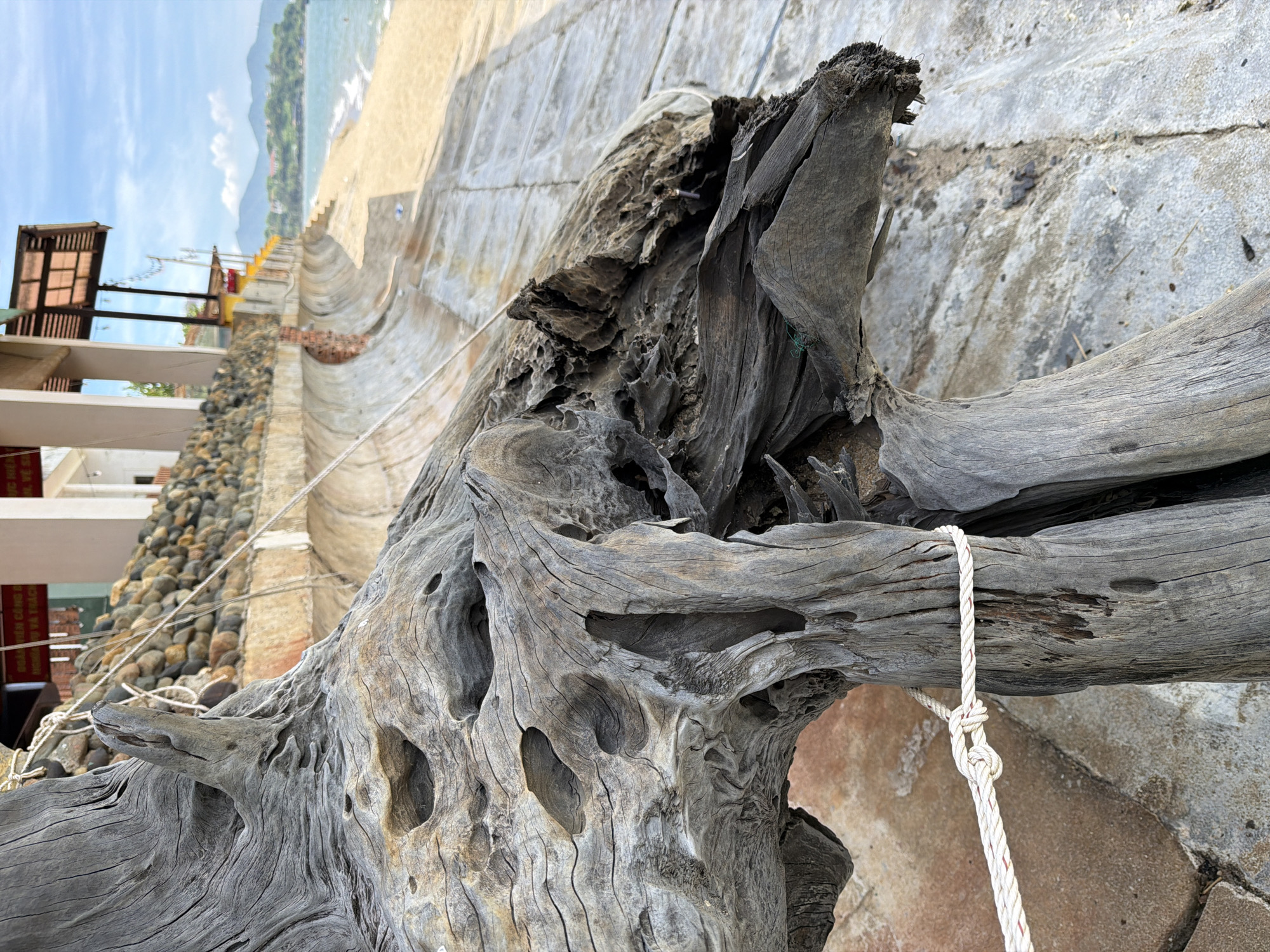 The image shows a close-up of weathered driftwood on a concrete embankment next to a beach in Nha Trang Ward, Vietnam. The driftwood, gray and textured, dominates the foreground with its intricate shapes and hollows. A white rope with red stripes is tied around one of the driftwood pieces. In the background, a sandy beach meets the turquoise ocean, with gentle waves lapping the shore. Beyond the beach, a curved concrete wall runs along the coastline, topped with a collection of stones and a building with a tiled roof. Distant mountains are visible on the horizon under a bright, partly cloudy sky. There are no people visible in the image.