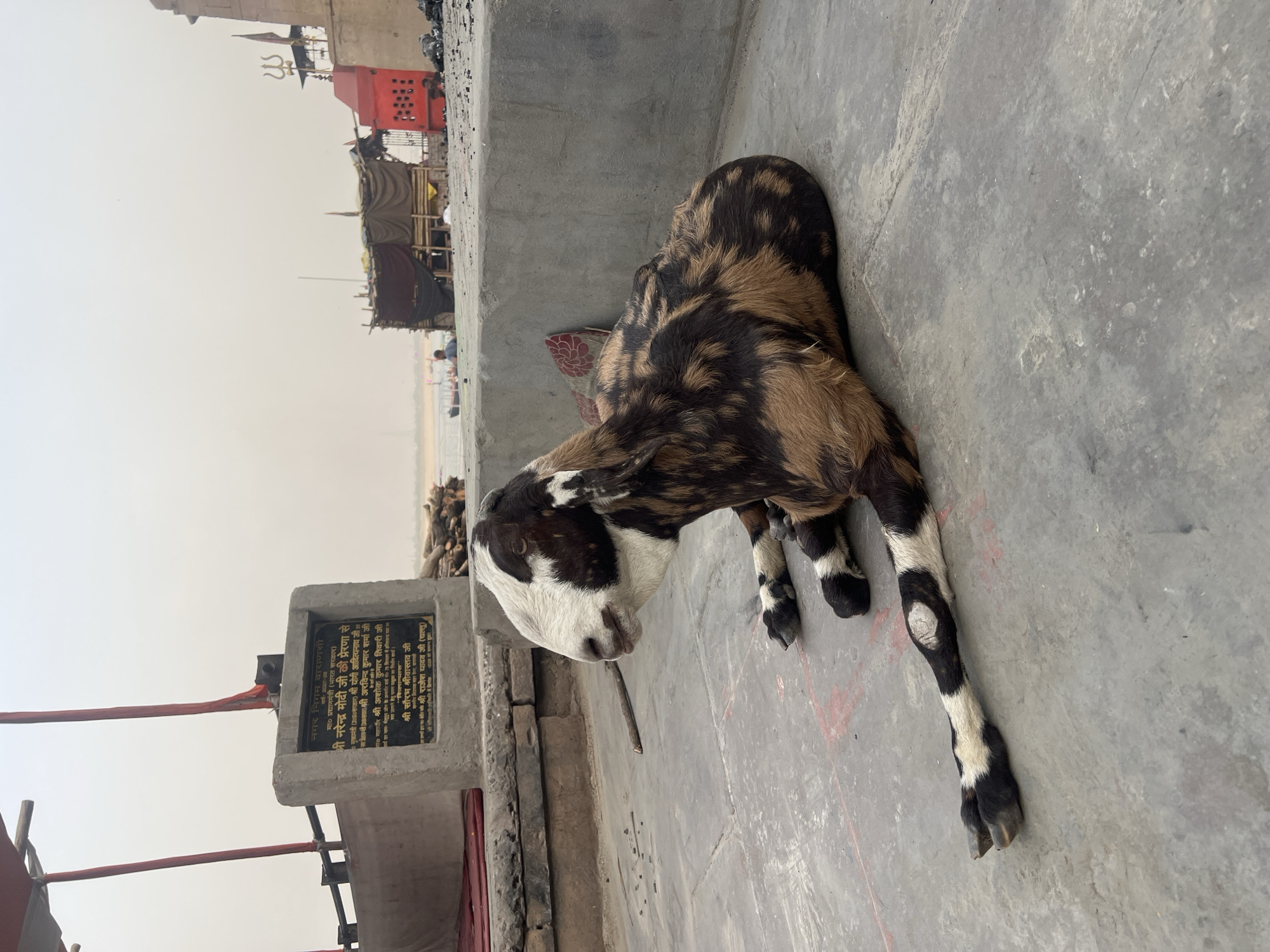 The image shows a goat lying on a concrete surface in Varanasi, India. The goat has a white head and a brown and black body. The surrounding area features a plaque with Devanagari script and a building with scaffolding and a three-pronged trident on top. The environment is dusty with a visible shoreline and distant structures.