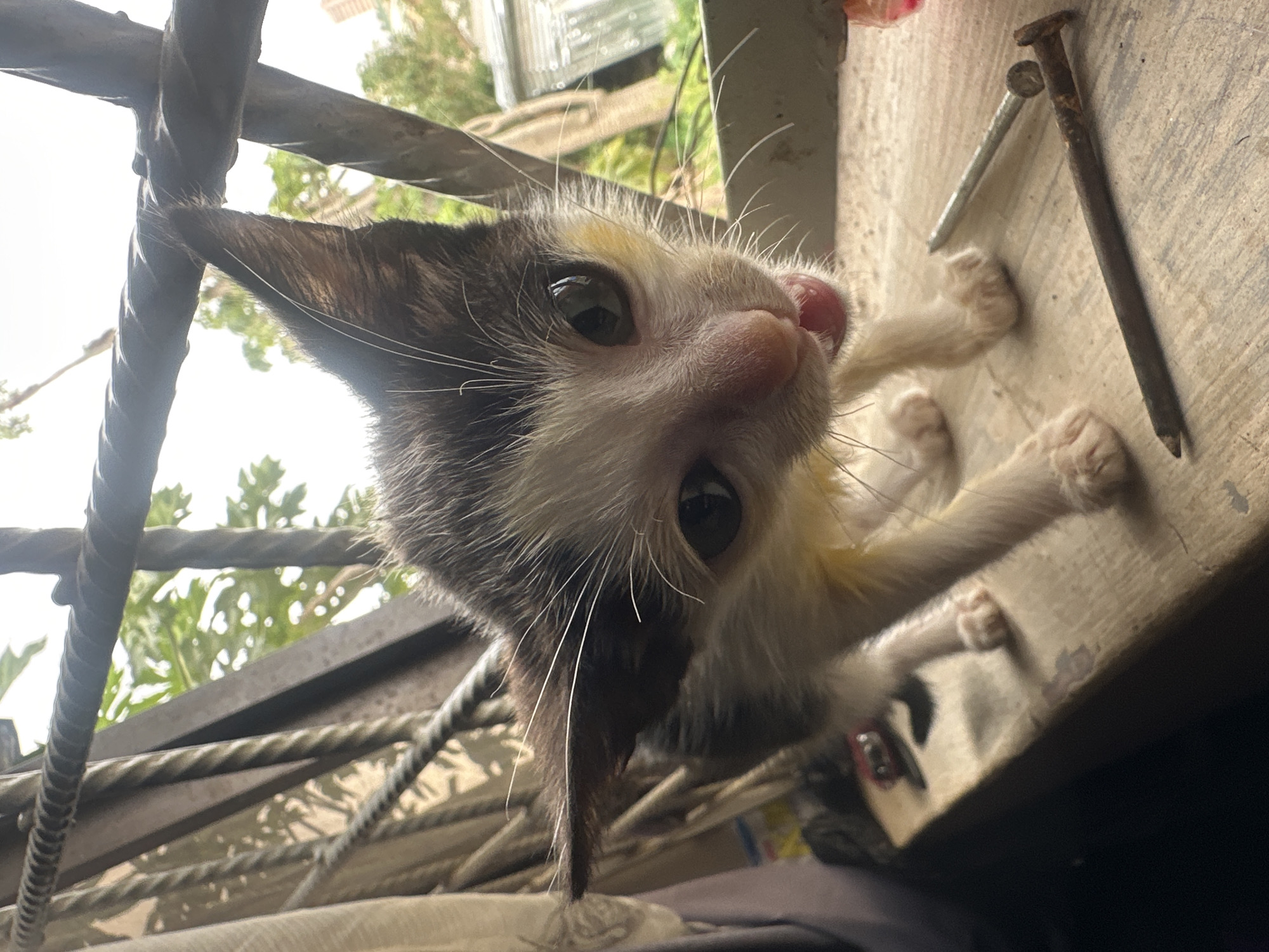 A very young kitten, predominantly white with patches of black and grey fur, stands on a wooden ledge. The kitten's mouth is slightly open, revealing a pink tongue, and its eyes are wide open and focused. The background shows a slightly blurred view of foliage and a cloudy sky, suggesting an outdoor or semi-outdoor environment, possibly a window with bars. Two nails, one rusty and one shiny, lie on the wooden surface in front of the kitten. The overall lighting suggests daytime. The location is identified as Jos, Nigeria.