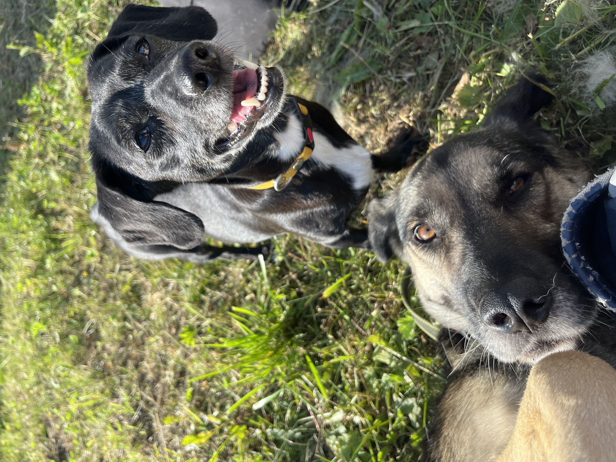Two dogs are lying on the grass. The dog on the left is black with white markings and is looking up with its mouth open and teeth showing. It is wearing a yellow collar. The dog on the right is larger and appears to be a mix of grey and tan. It is looking towards the camera with amber eyes. The scene is outdoors in what appears to be a grassy area, with sunlight illuminating the grass and the dogs. The time of day seems to be daytime, possibly late morning or early afternoon, given the bright sunlight and shadows. The weather appears to be pleasant, with the dogs comfortable lying on the grass. The overall mood of the image is cheerful and playful, with the dogs appearing happy and relaxed. There is no visible text in the image.