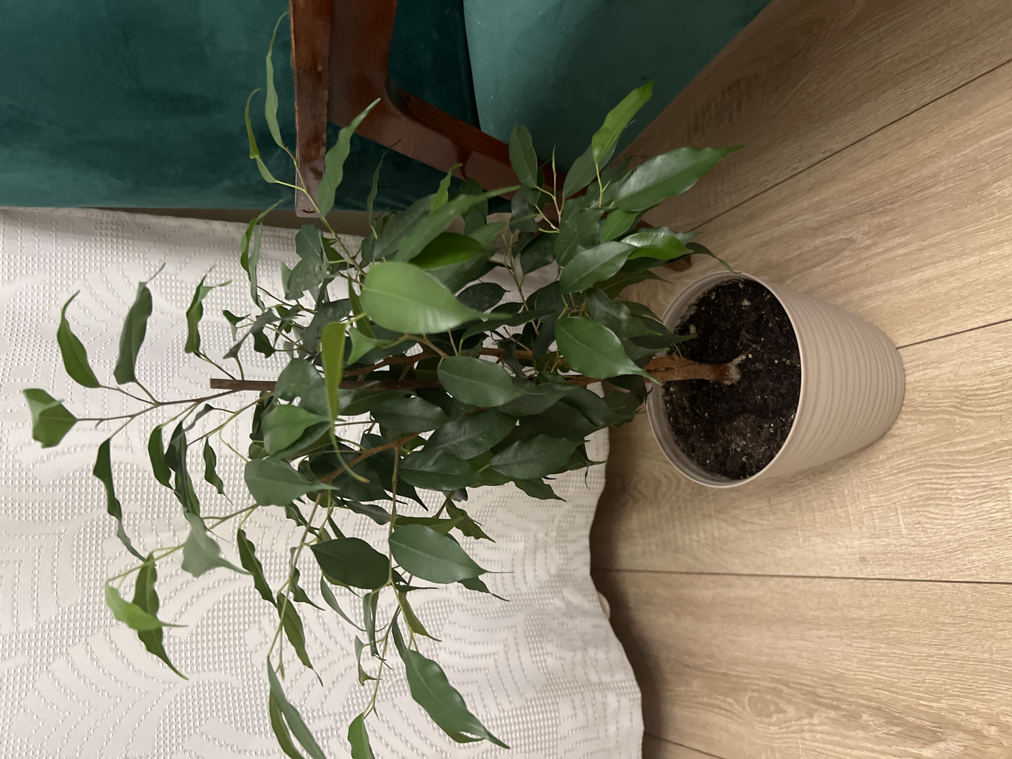 In an indoor setting, a potted Ficus benjamina plant with lush green leaves stands on a light-colored wooden floor. The plant is in a ribbed, off-white plastic pot filled with dark soil. Behind the plant, a white textured curtain with a repeating wave pattern is visible, and to the right, a portion of a dark wood chair with a green upholstered seat is present. The scene appears to be in a residential interior. The specific location of Mikhaylovskoye, Russia, is not visually discernible from the image itself.