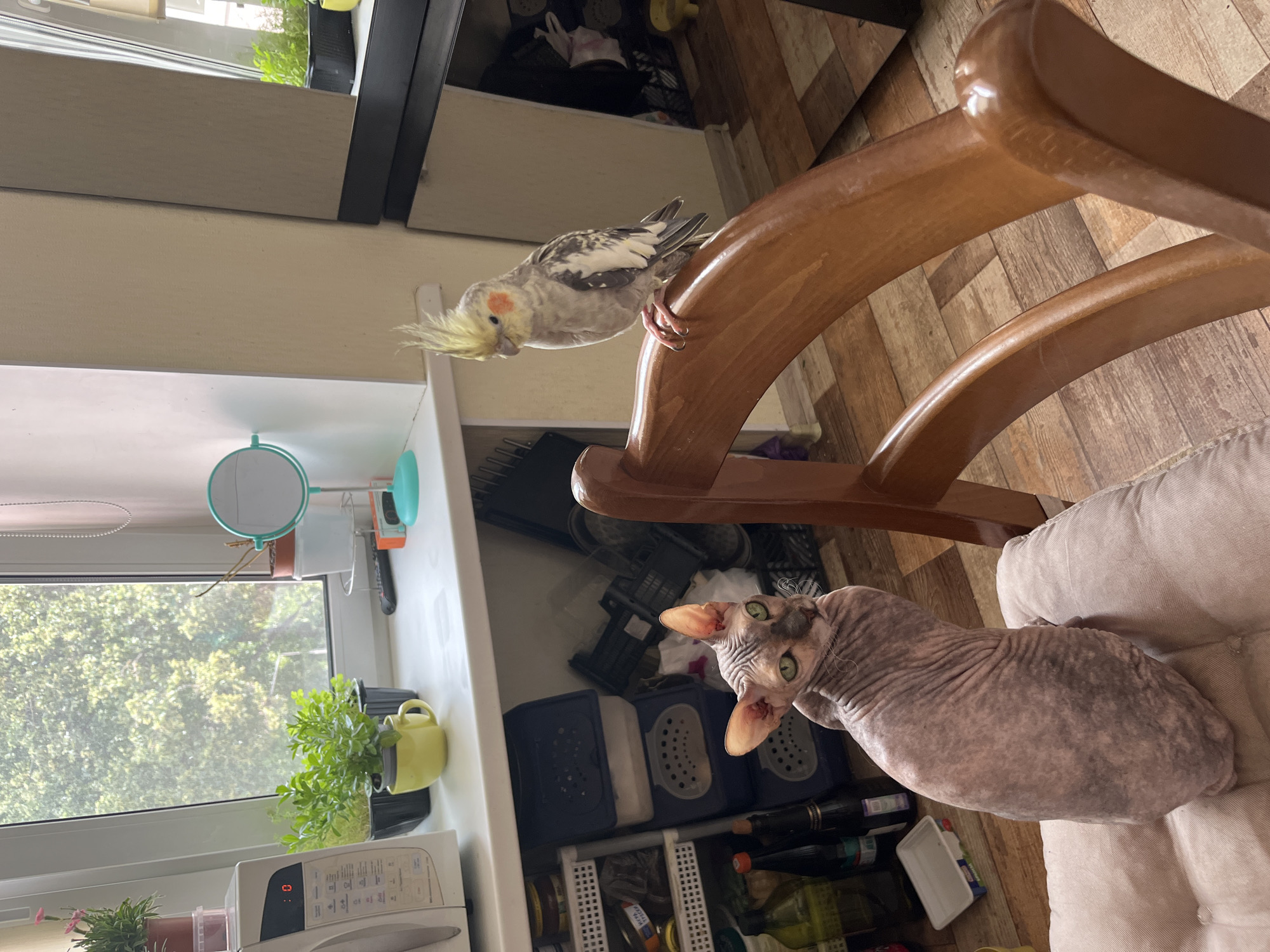 A Sphynx cat and a cockatiel are in a room that appears to be a kitchen or dining area. The cat, a hairless breed with wrinkled skin, is sitting on a light-colored cushion. It is looking towards the camera with green eyes and a slightly curious expression. The cockatiel, a small parrot, is perched on the back of a wooden chair. It has yellow and gray feathers and is also looking away from the camera. In the background, there is a microwave, plants on a windowsill, storage containers, and a window looking out onto trees. The overall impression is one of a domestic setting. There is no information in the image to suggest the location is Ivanteyevka, Russia.