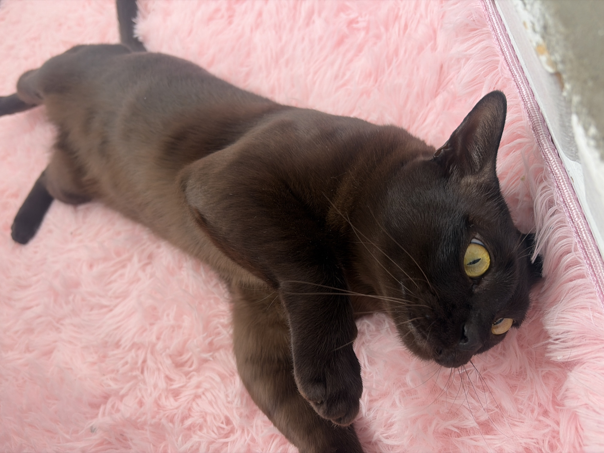 A dark brown cat with striking yellow eyes is lying on its back on a fluffy pink surface. The cat's body is stretched out, and its paws are relaxed. The pink surface appears to be a rug or blanket, characterized by its long, soft fibers that create a plush texture. The lighting suggests an indoor setting, potentially a home environment. The overall impression is one of comfort and relaxation. The image is a close-up view, focusing primarily on the cat and its immediate surroundings. There is no indication of the city of Novosaratovka, Russia, or any urban context within the provided image.