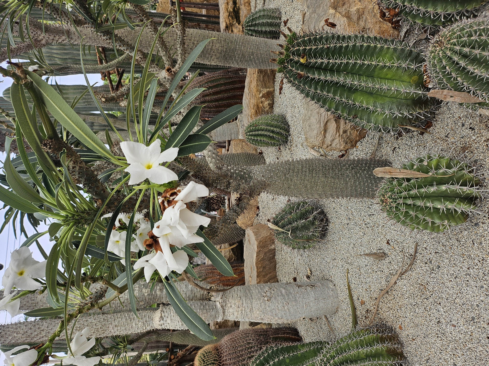 This is a close-up, eye-level, full shot of a diverse collection of cacti and succulents in an outdoor desert garden setting, possibly at the Nong Nooch Tropical Botanical Garden in Tambon Na Chom Thian, Thailand. The foreground features several large, green columnar cacti with prominent spines, interspersed with smaller, rounder cacti. A prominent, thick-trunked succulent with sharp spines and white flowers with yellow centers is centrally located and appears to be the main subject. Its leaves are long and pointed, and its trunk is covered in raised, conical spines. The ground is covered in fine, light-colored gravel, with scattered dry leaves and small rocks. In the background, more mature cacti and succulents of various shapes and sizes are visible, along with some wooden structures and what appears to be a greenhouse or enclosure. The lighting suggests it is daytime, with natural light illuminating the scene. There are no people or animals visible in the image.